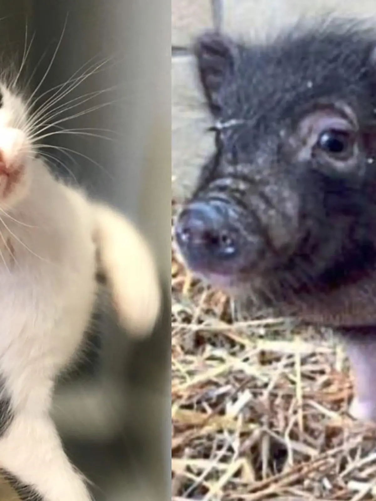 Bild zu: "Schwein vor Tierheim ausgesetzt"