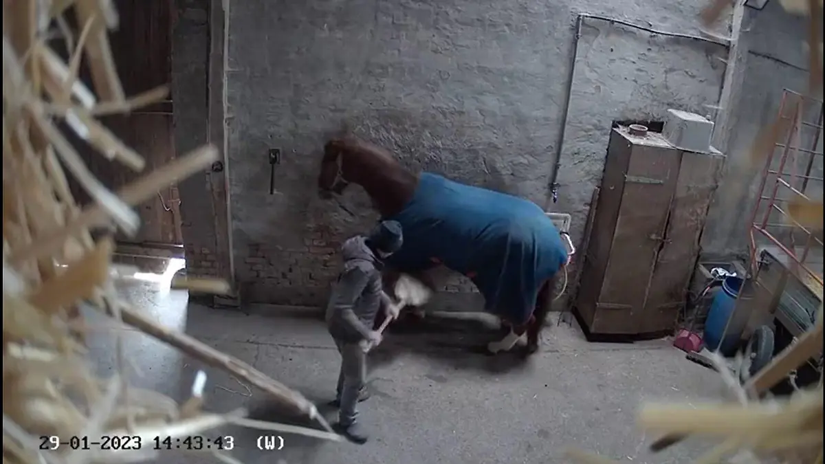 Pferd wird misshandelt