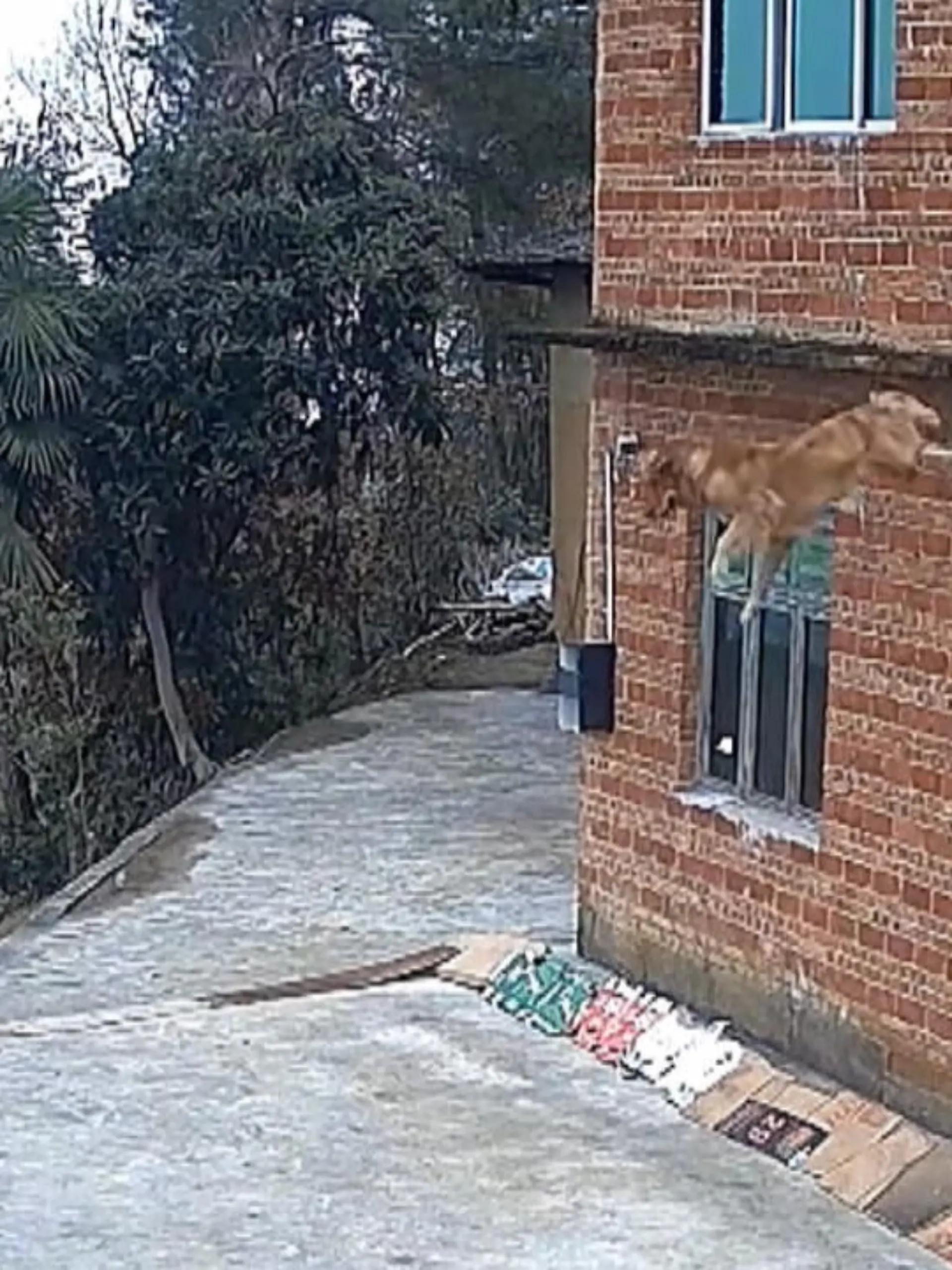 Allein bleiben ist bei Hunden ja so eine Sache. Während seine Besitzer kurz zum Einkaufen aufbrechen, soll dieser Golden Retriever das Haus hüten. Darauf hat der Vierbeiner aber mal so gar keine Lust und springt kurzerhand aus dem Fenster.