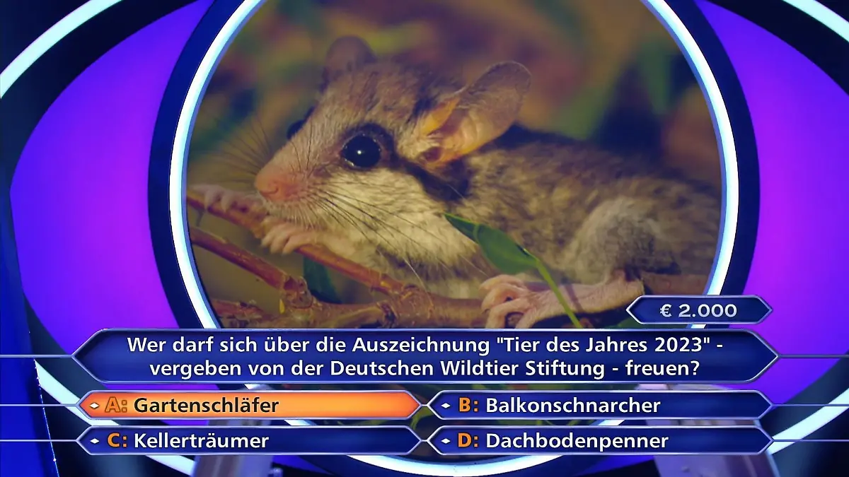Um dieses possierliches Tierchen geht's: den Gartenschläfer. Oder ist es doch ein "Dachbodenpenner"?