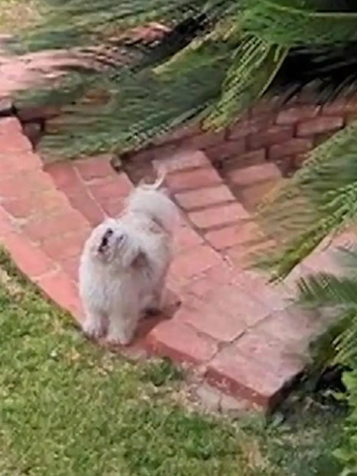 Meine böse Besitzerin hat mich allein gelassen! Wer Hund Bear heulen hört, der könnte wirklich vermuten, dass dem Vierbeiner gerade etwas ganz Schlimmes wiederfahren ist. Aber keine Sorge, das Spiel spielen er und Frauchen Wendy jeden Morgen. Bear heult, Wendy ruft - und das alles wegen einer Haustür. Wie das alles zusammenpasst? Die Antwort gibt es im Video.