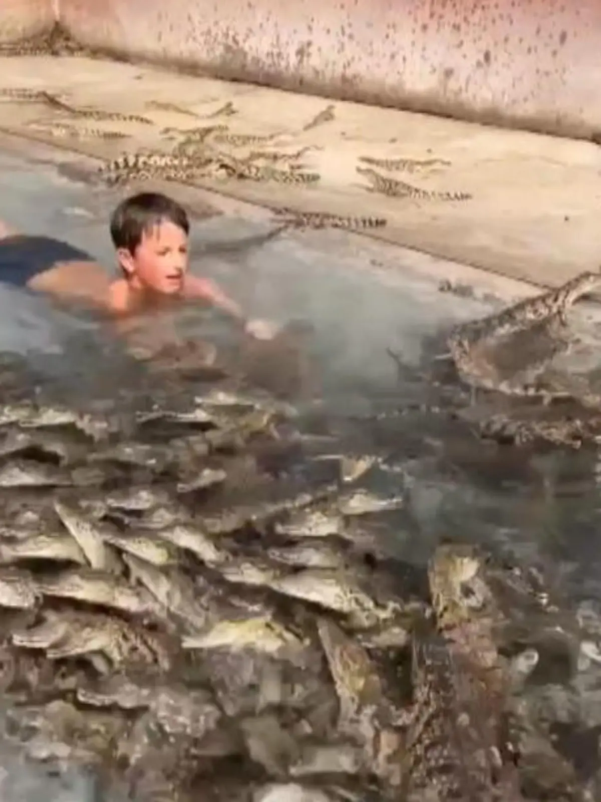 Ein kleiner Junge springt in ein Becken voller Wasser - und Krokodile! Und das freiwillig. Rex ist der Sohn des Wildtierforschers Dingo Dinkelman. Eins ist bei diesen Bilder klar: Angst hat der 7-Jährige auf keinen Fall.
