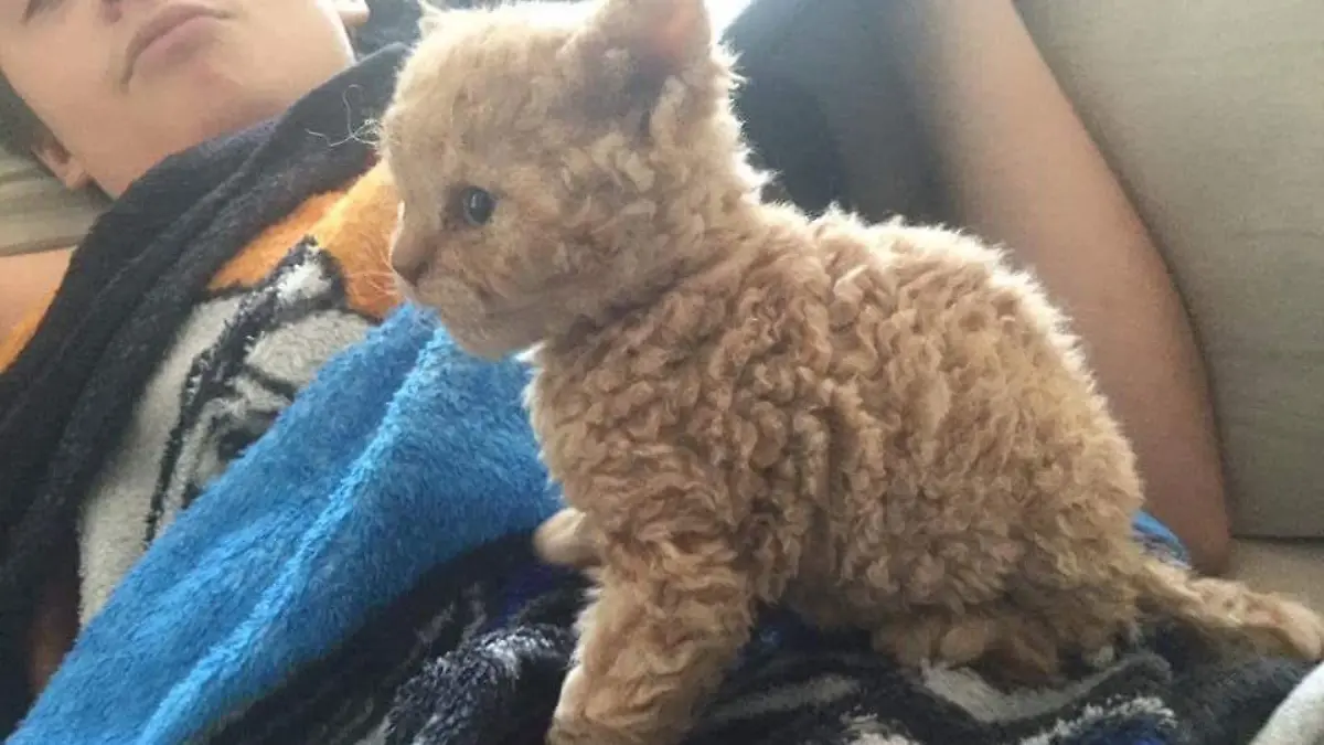 selkirk rex