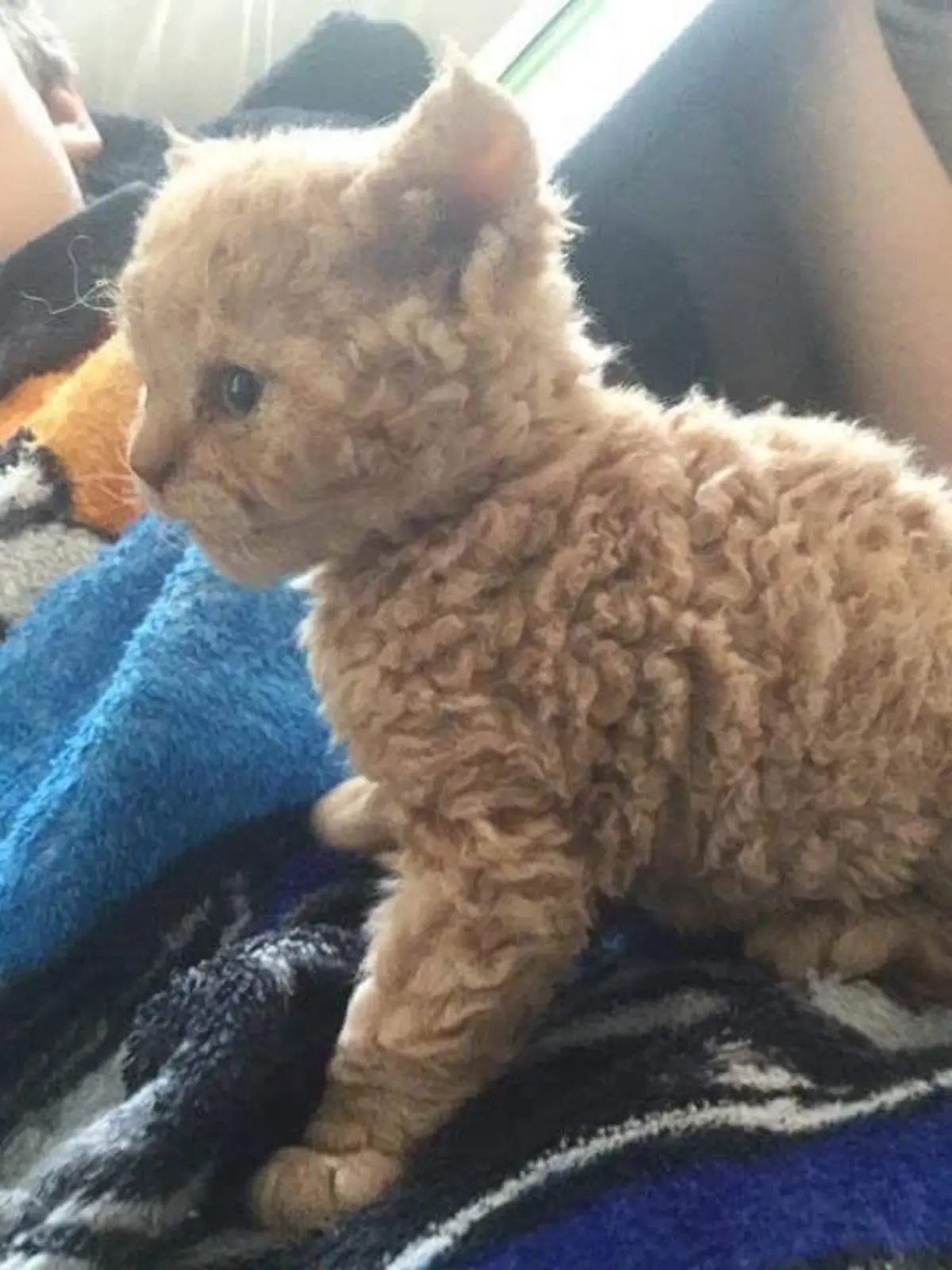 selkirk rex