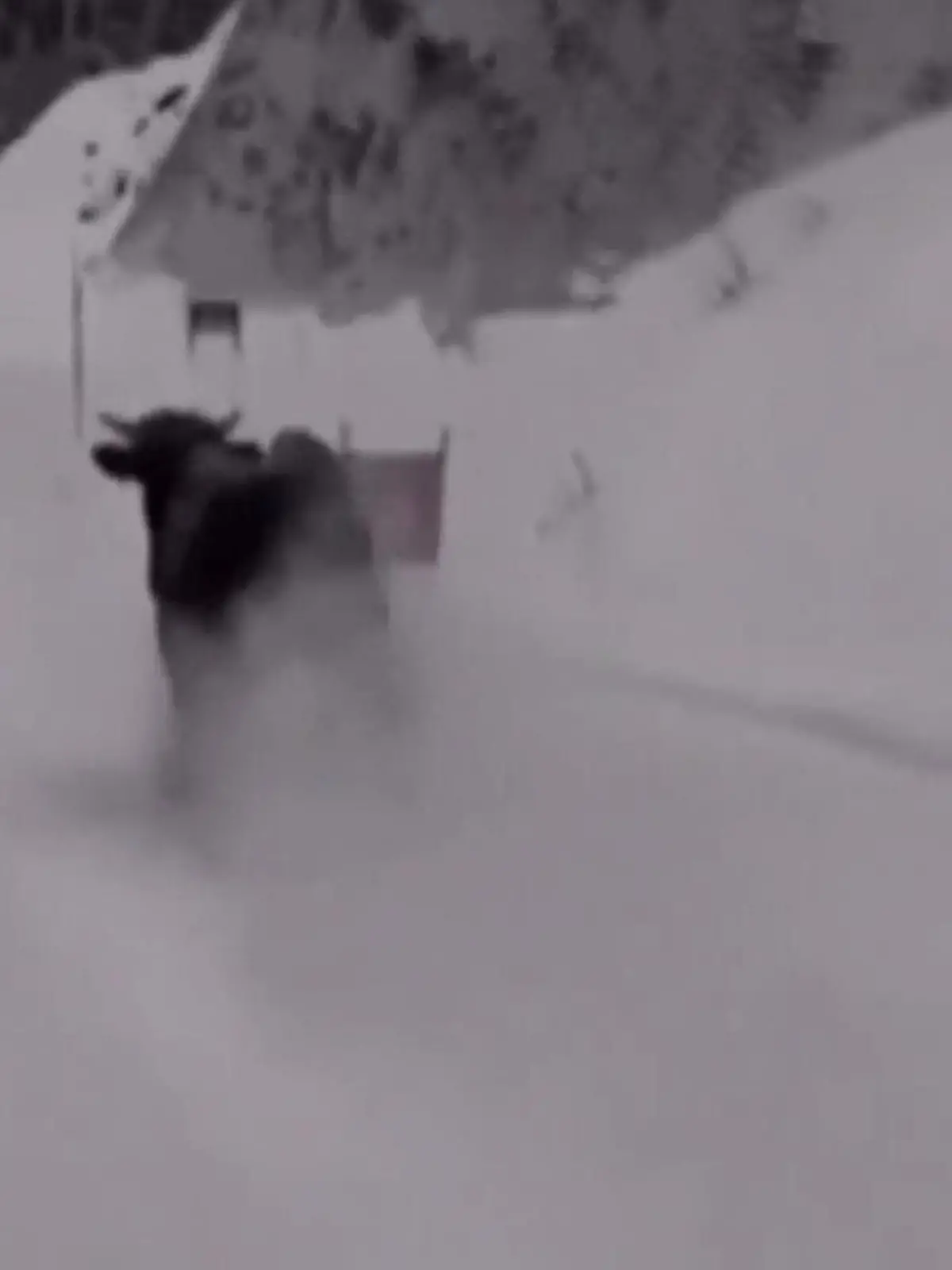 Mitten auf einer Skipiste im russischen Sotschi wird eine Skifahrerin plötzlich von einem Bullen überholt.