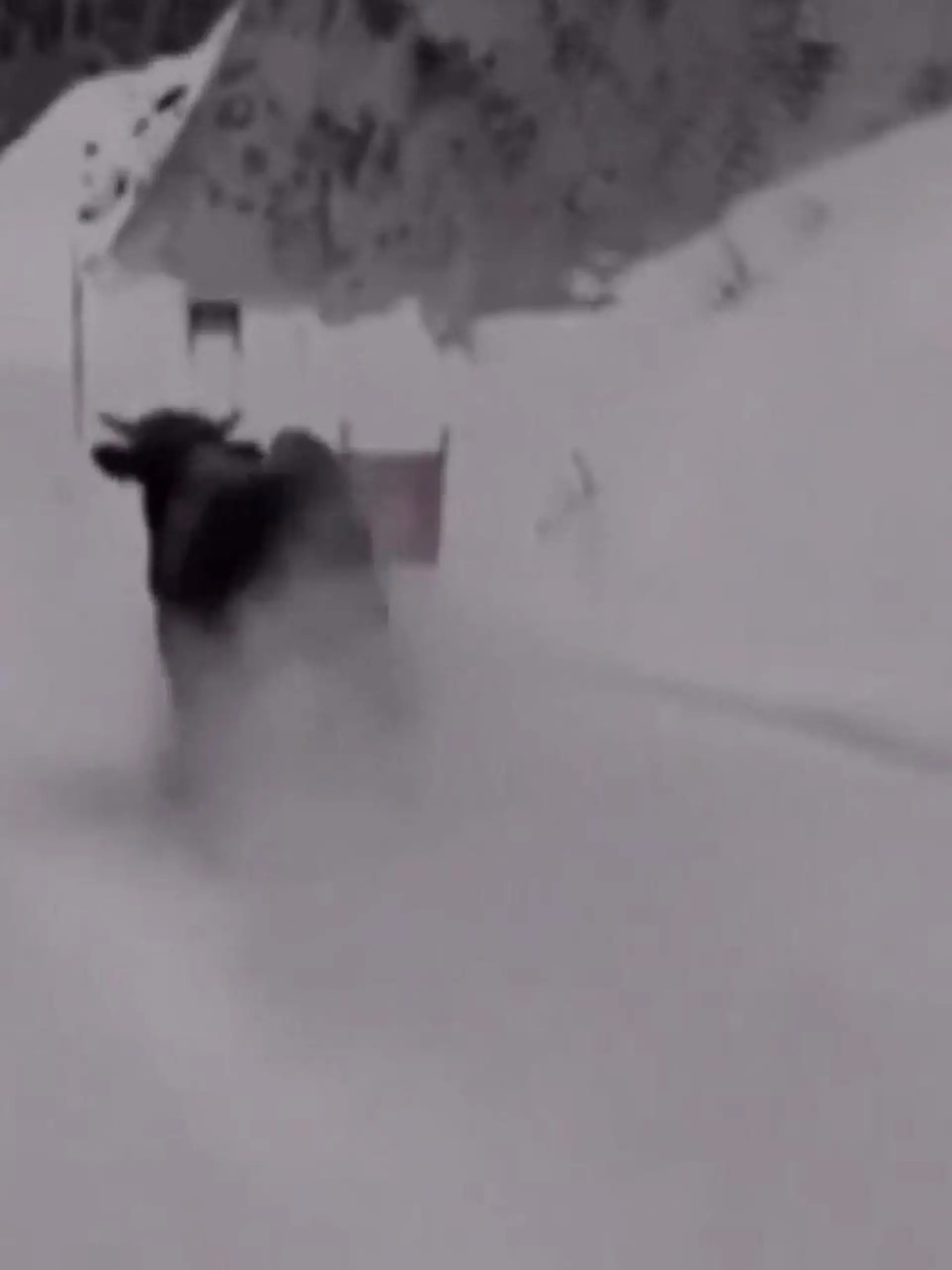 Mitten auf einer Skipiste im russischen Sotschi wird eine Skifahrerin plötzlich von einem Bullen überholt.