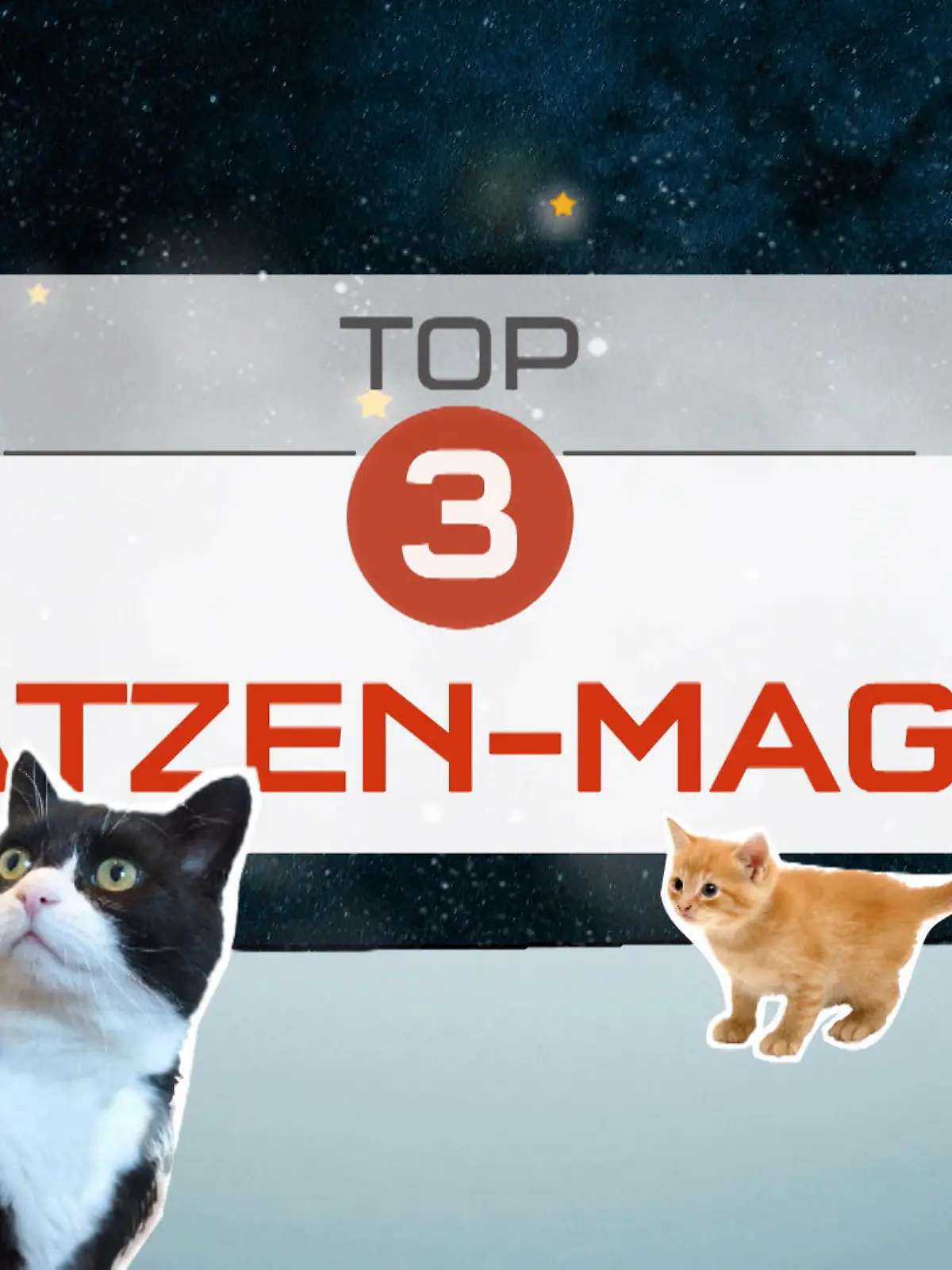 Top 3 Katzen-Magie