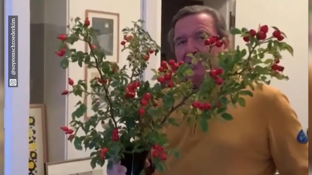 Die skurrilsten Auftritte von Gerhard Schröder Hagebutten, Flasche Bier und Co.