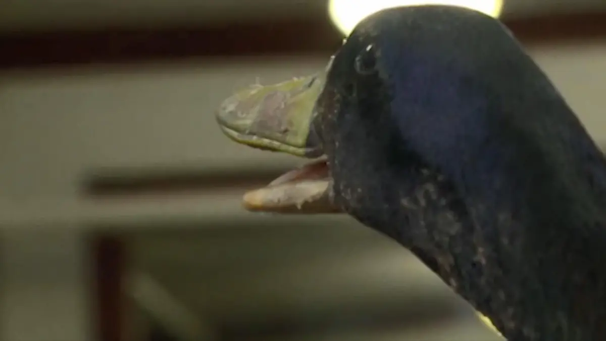Tiergestützte Therapie mit einer Ente  Therapie-Ente Webster verzaubert alle Patienten