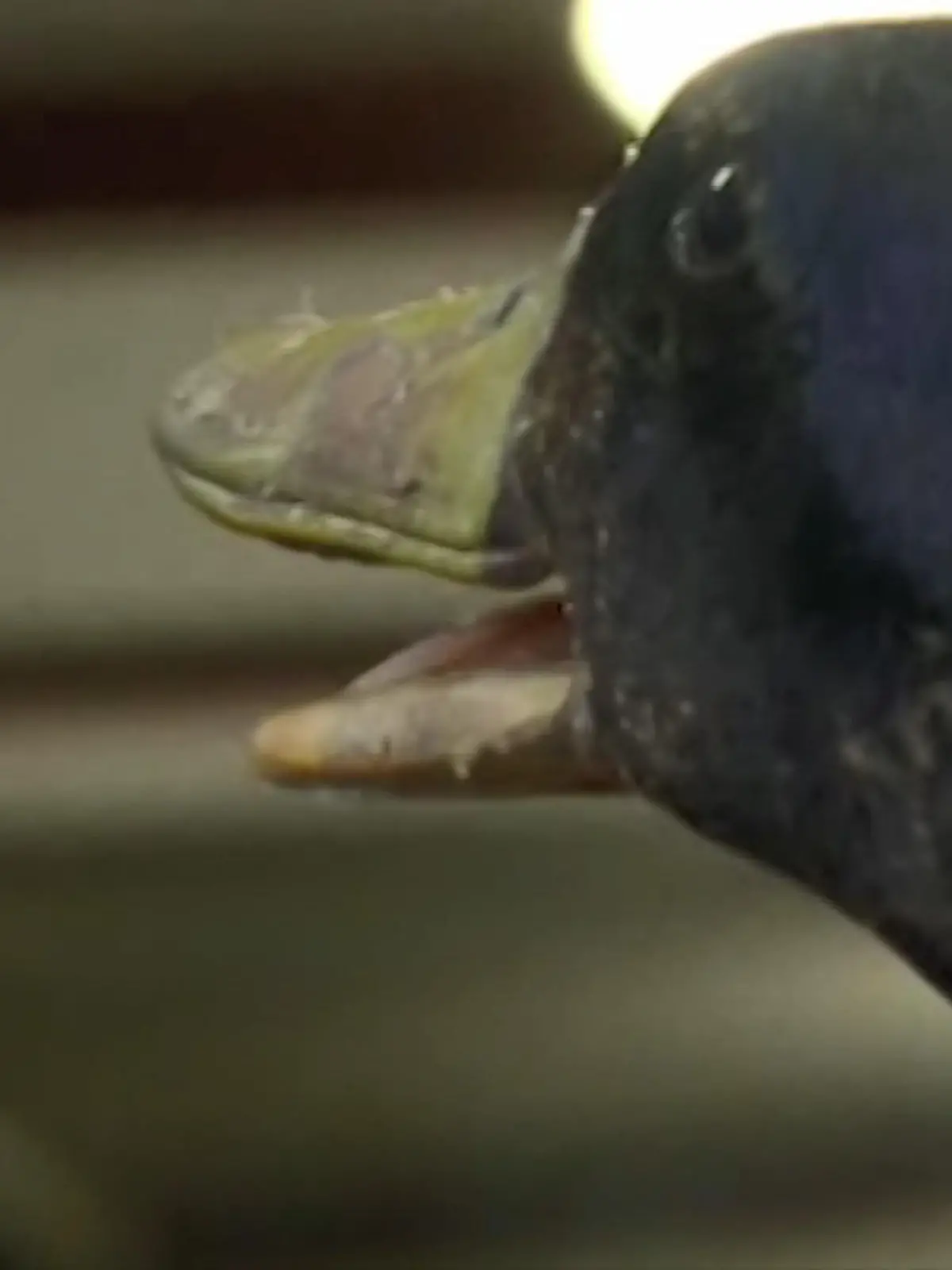 Bild zu: "Tiergestützte Therapie mit einer Ente "