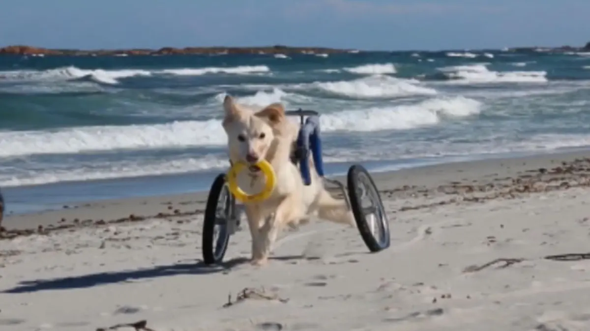 Diese Hunde-Rollstühle bringen den Vierbeinern Spaß Tierisches Vergnügen für Hunde mit Handicap
