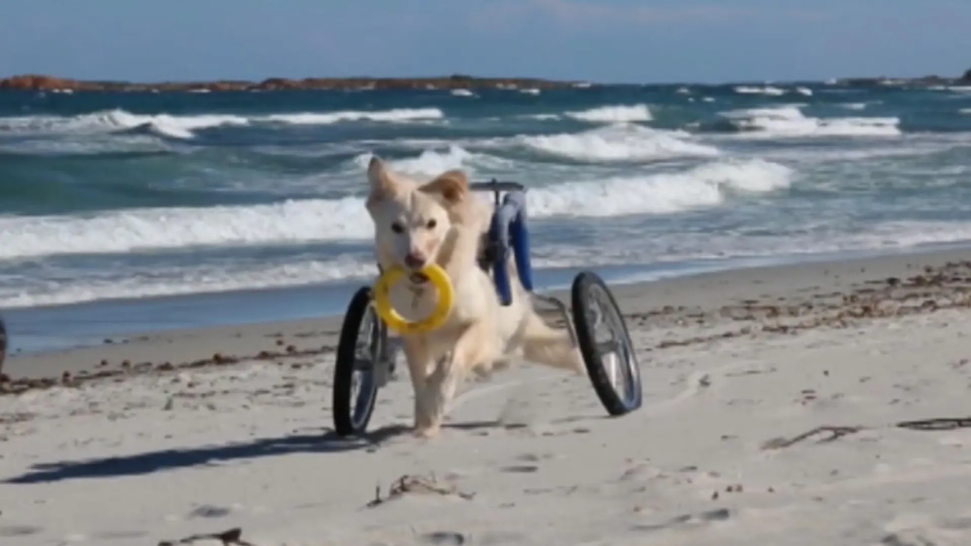 Diese Hunde-Rollstühle bringen den Vierbeinern Spaß Tierisches Vergnügen für Hunde mit Handicap
