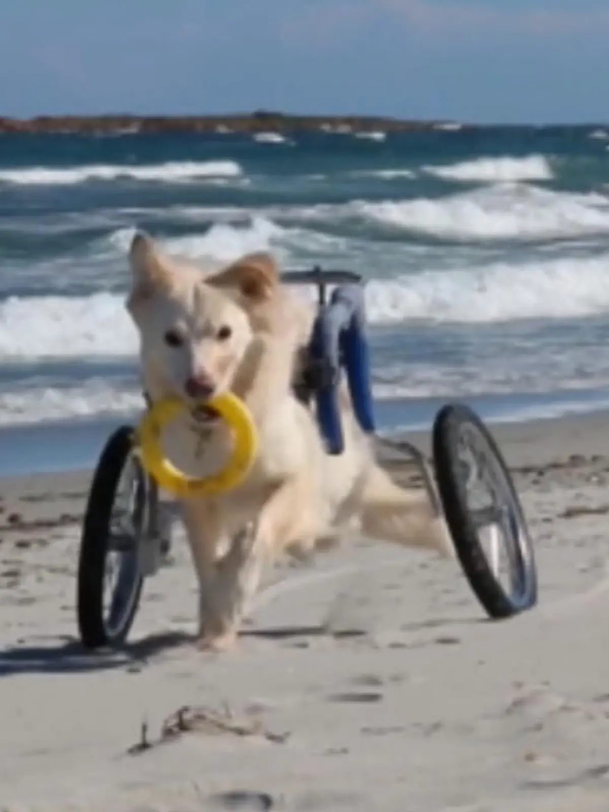 Bild zu: "Diese Hunde-Rollstühle bringen den Vierbeinern Spaß"
