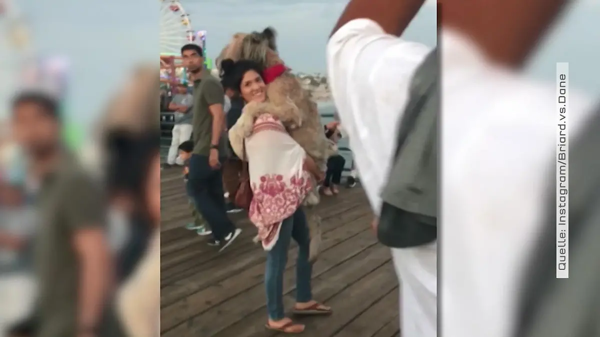 Gassi gehen mal anders: Ob Frauchen noch kann?  Dieser Hund ist einfach zu faul!