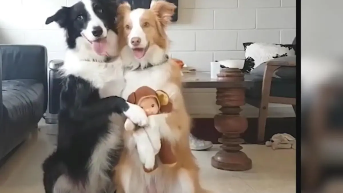 Wuff: Was für ein tierisches Fotoshooting! Ace und Holly sind echt fotogen