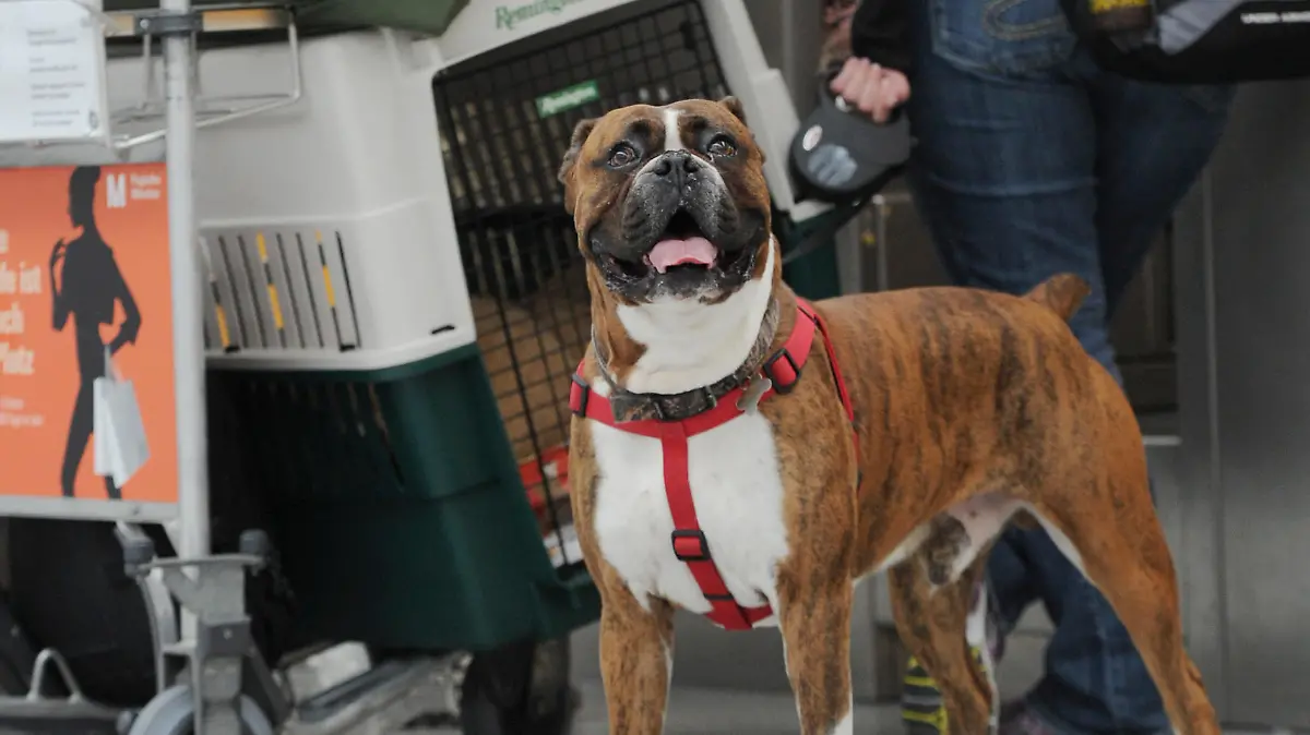 Zum Themendienst-Bericht von Brigitte Vordermayer vom 15. Mai 2015: Große Hunde müssen während des Flugs in einer Transportbox in den Frachtraum. (Archivbild vom 04.06.2013/Die Veröffentlichung ist für dpa-Themendienst-Bezieher honorarfrei.) Foto: Tobias Hase