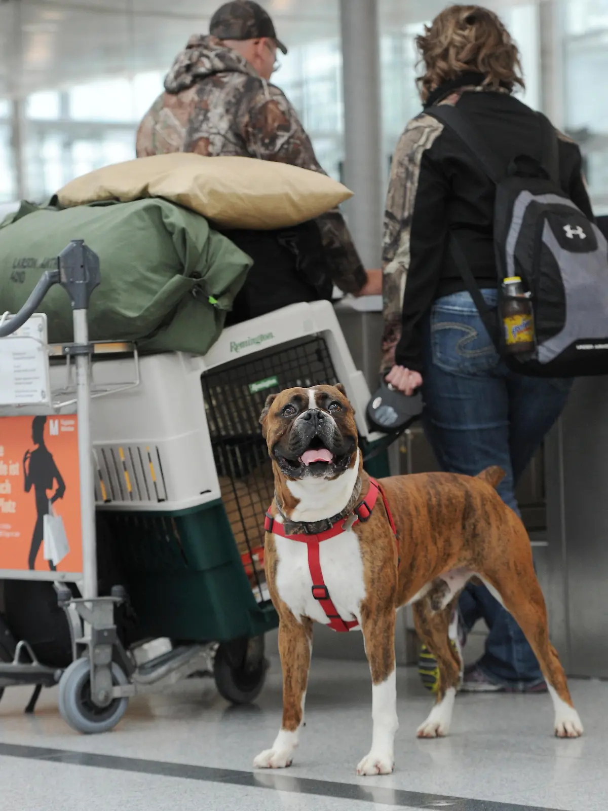 Zum Themendienst-Bericht von Brigitte Vordermayer vom 15. Mai 2015: Große Hunde müssen während des Flugs in einer Transportbox in den Frachtraum. (Archivbild vom 04.06.2013/Die Veröffentlichung ist für dpa-Themendienst-Bezieher honorarfrei.) Foto: Tobias Hase