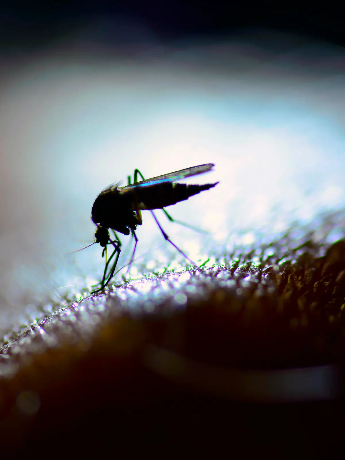 A mosquito in close-up and backlit by a LED lamp