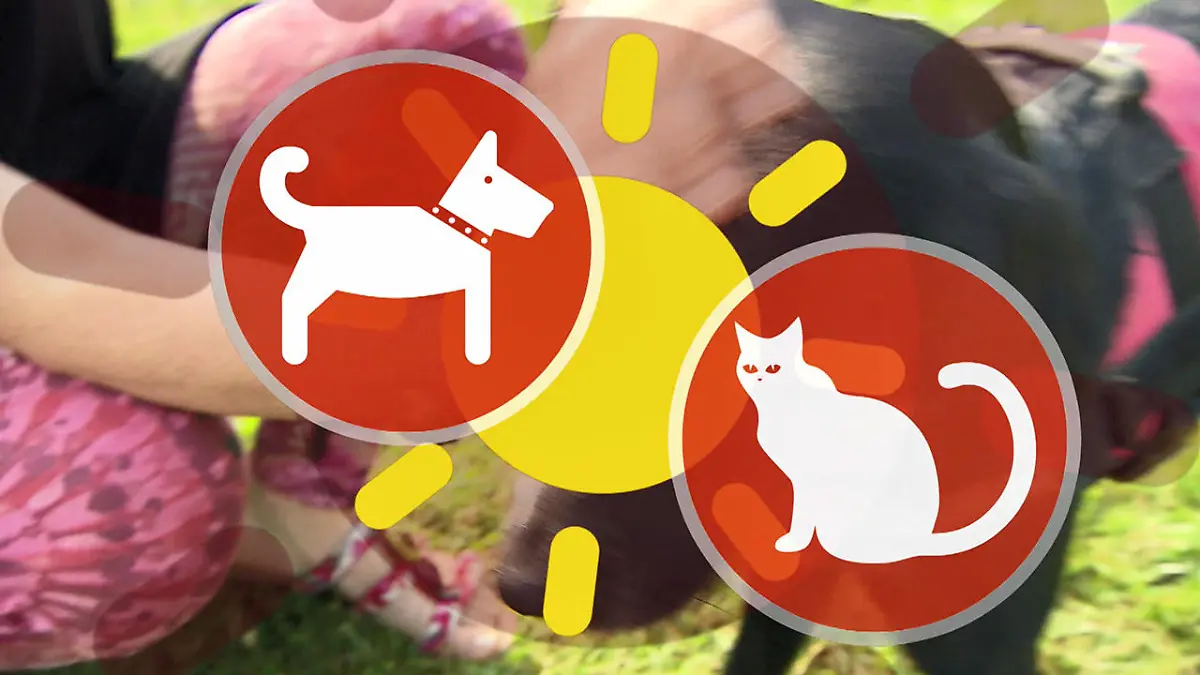 Auch Hunde und Kanninchen können Sonnenbrand bekommen Haustiere im Sommer schützen