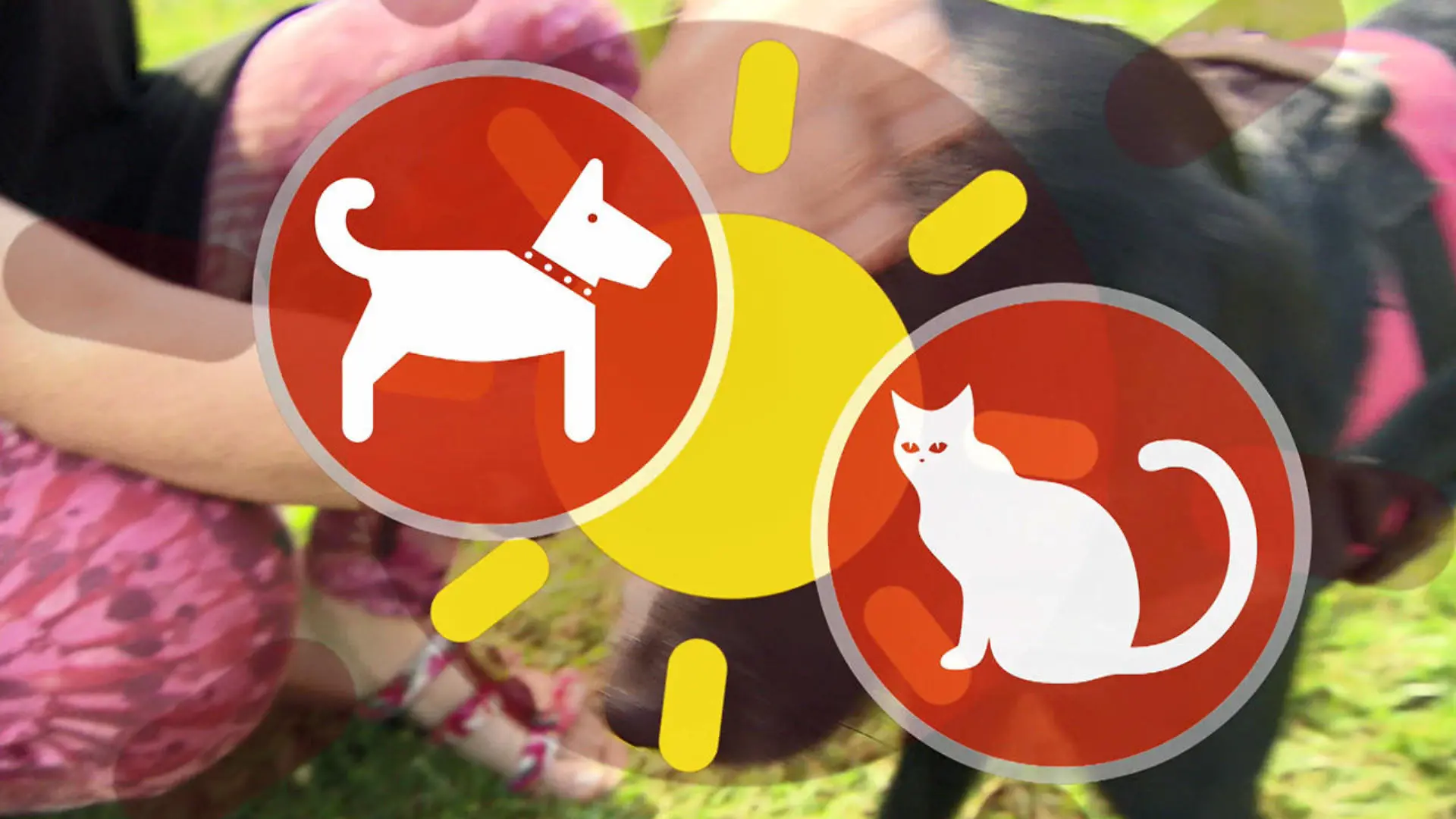 Auch Hunde und Kanninchen können Sonnenbrand bekommen Haustiere im Sommer schützen