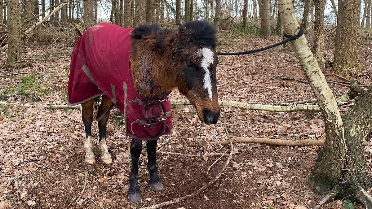Verletzt und hilflos: So wurde das Pony zurückgelassen.