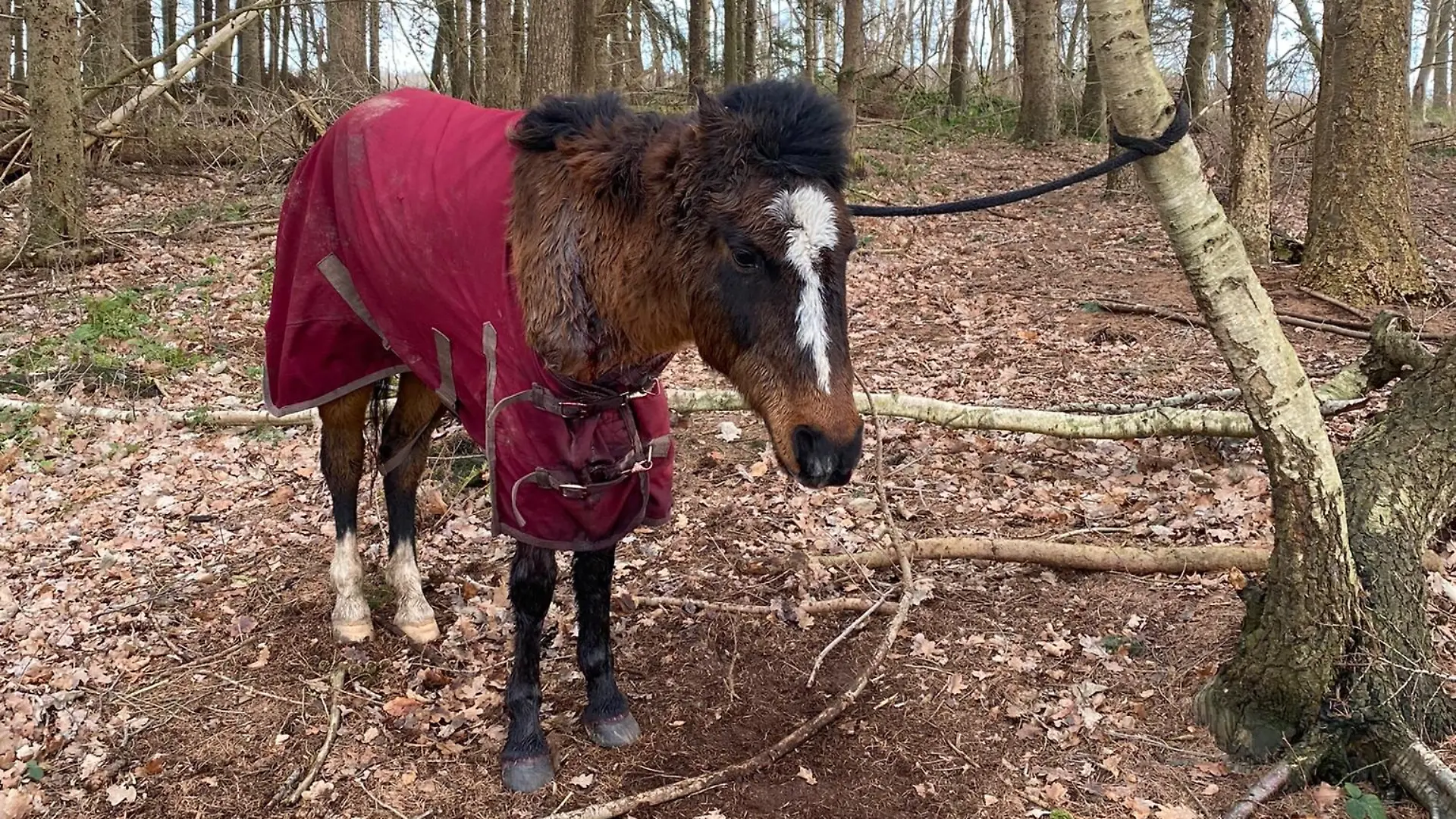 Verletzt und hilflos: So wurde das Pony zurückgelassen.
