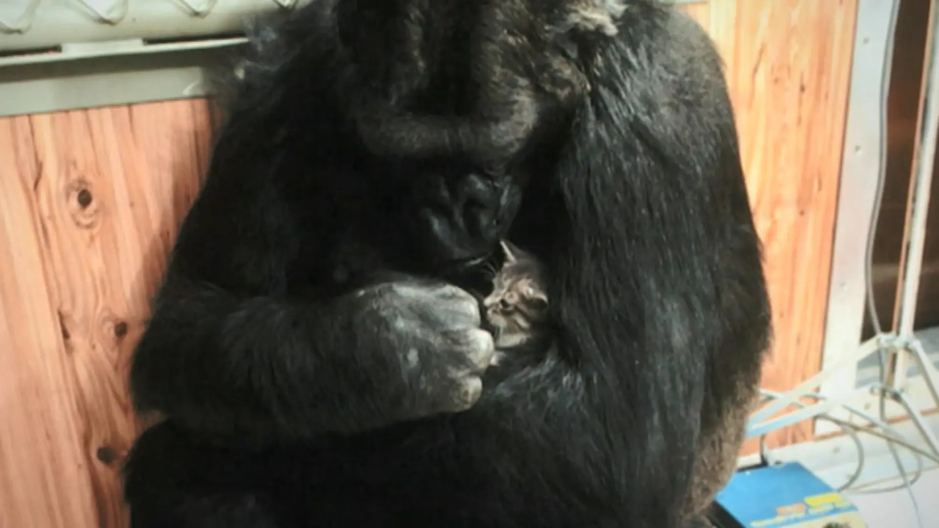 Koko
