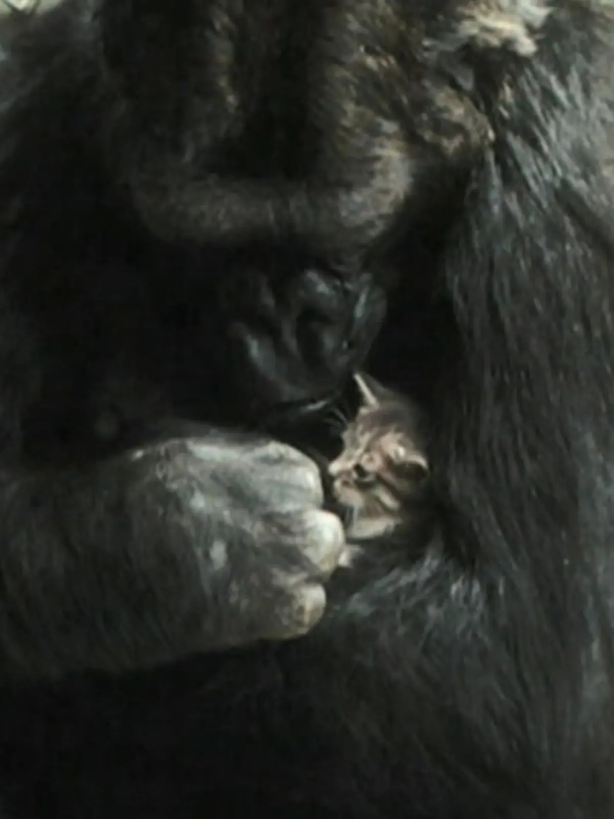 Koko