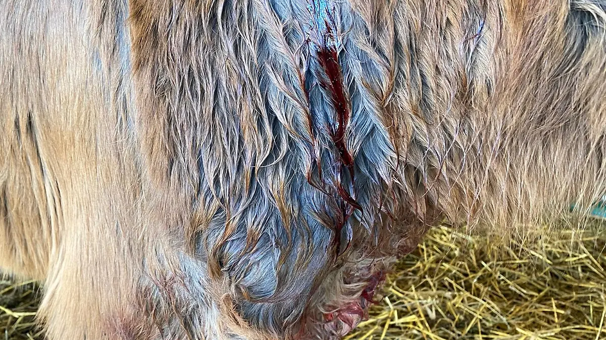 Eine blutende Wunde am Hals des Tieres.