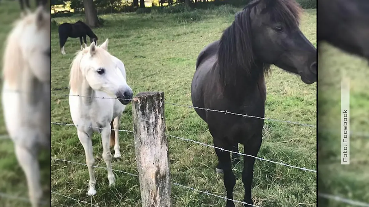 Drei Ponys über Nacht wie vom Erdboden verschluckt War es organisierter Tier-Diebstahl?