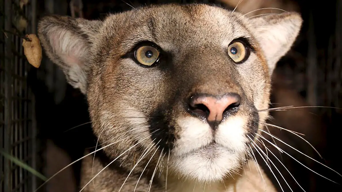 This photo provided by the National Park Service shows cougar known as P-81. The Southern California mountain lion studied by the National Park Service was killed after a likely vehicle strike earlier this month on Pacific Coast Highway in Malibu, wildlife officials said. The radio-collared cougar known as P-81 was found dead along the route near Point Mugu on Jan. 22, 2023, the park service said on Twitter. (National Park Service via AP)