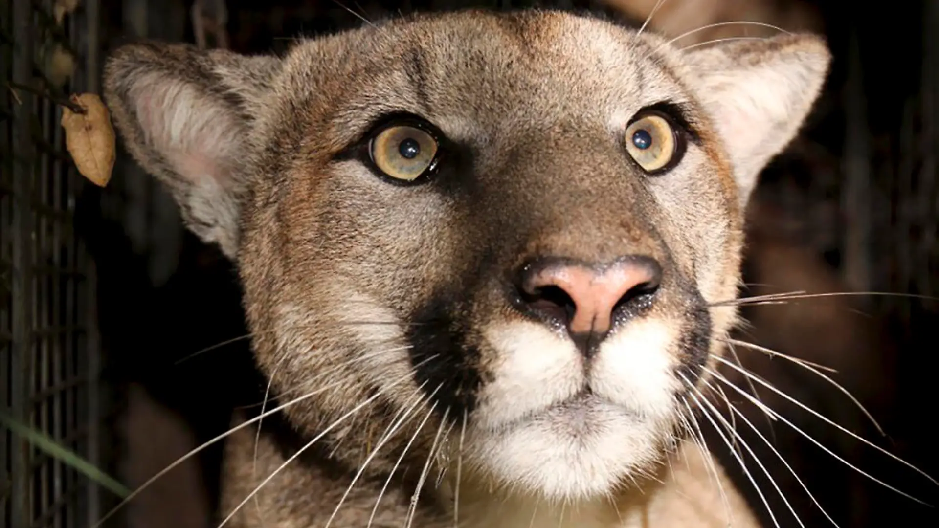 This photo provided by the National Park Service shows cougar known as P-81. The Southern California mountain lion studied by the National Park Service was killed after a likely vehicle strike earlier this month on Pacific Coast Highway in Malibu, wildlife officials said. The radio-collared cougar known as P-81 was found dead along the route near Point Mugu on Jan. 22, 2023, the park service said on Twitter. (National Park Service via AP)