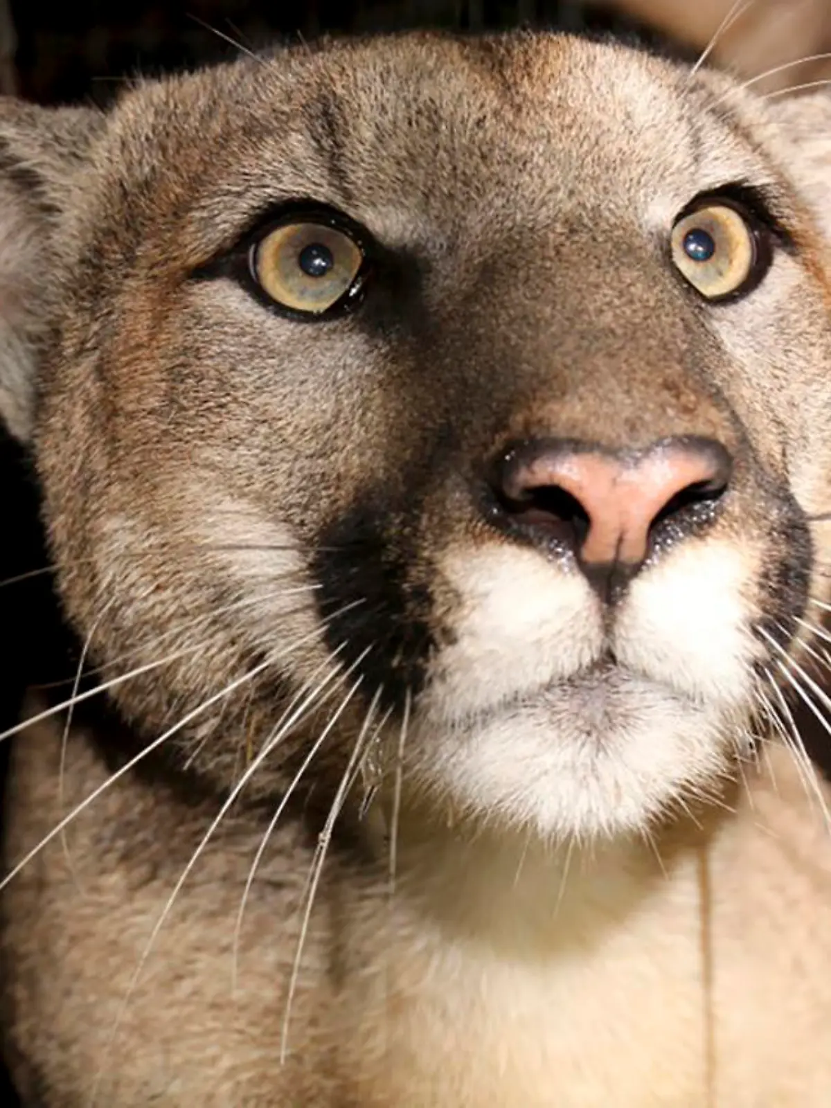 This photo provided by the National Park Service shows cougar known as P-81. The Southern California mountain lion studied by the National Park Service was killed after a likely vehicle strike earlier this month on Pacific Coast Highway in Malibu, wildlife officials said. The radio-collared cougar known as P-81 was found dead along the route near Point Mugu on Jan. 22, 2023, the park service said on Twitter. (National Park Service via AP)