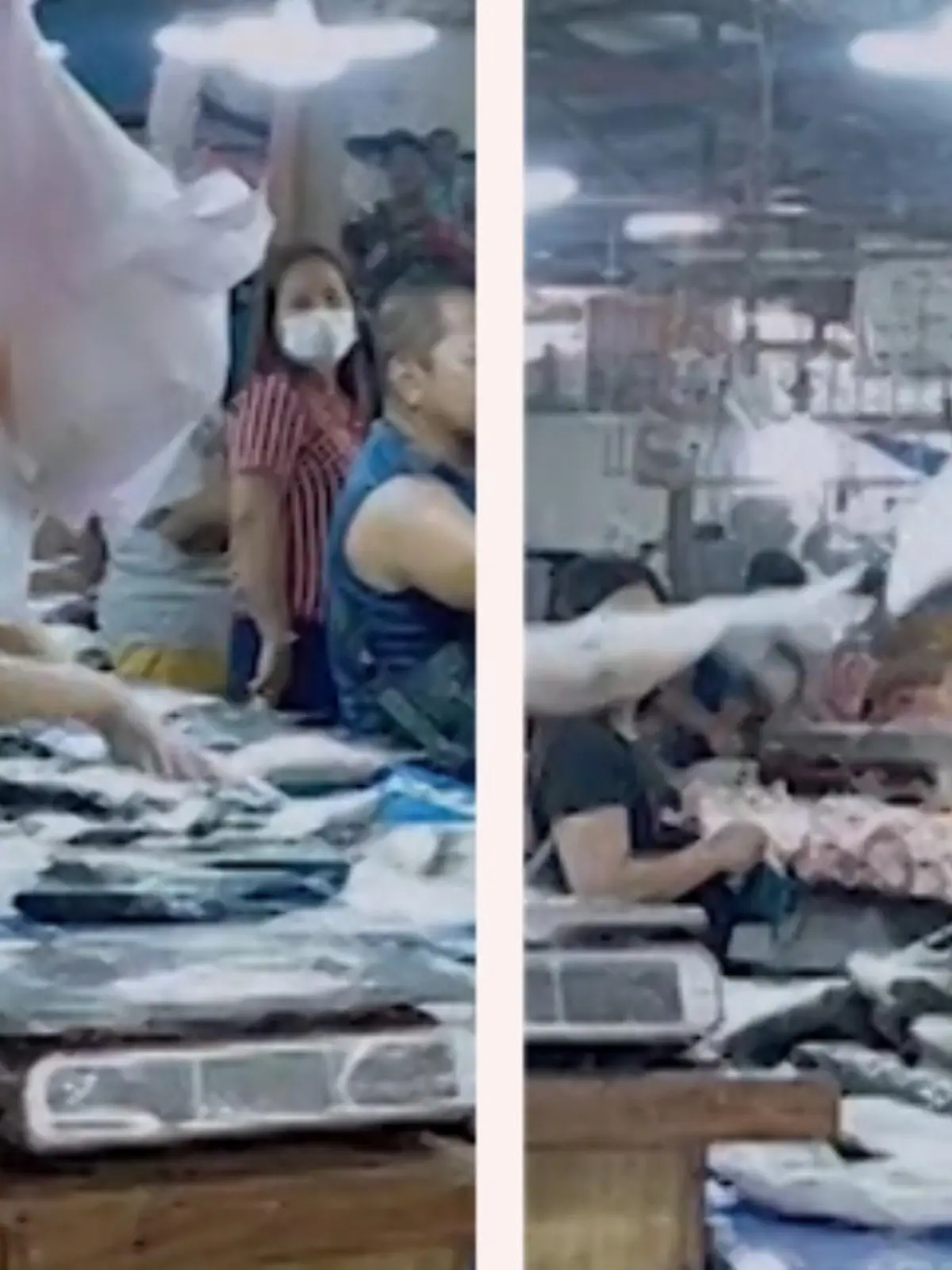 Diese wilden Fischschlacht-Aufnahmen stammen aus der Provinz Tarlac auf den Philippinen. Die Markthalle wird kurzerhand zum Fish-Fight-Schauplatz umfunktioniert.