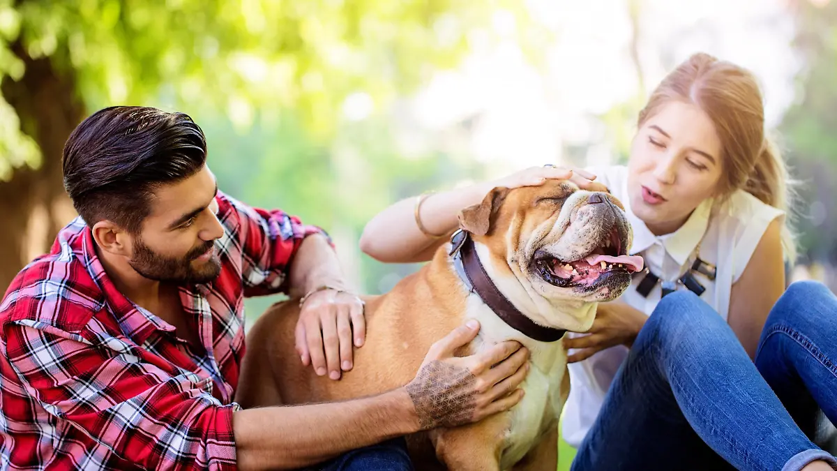 Seinen Hund mit einem Herrchen teilen: So geht 'Dogsharing' Ablauf, Verantwortung, Kosten