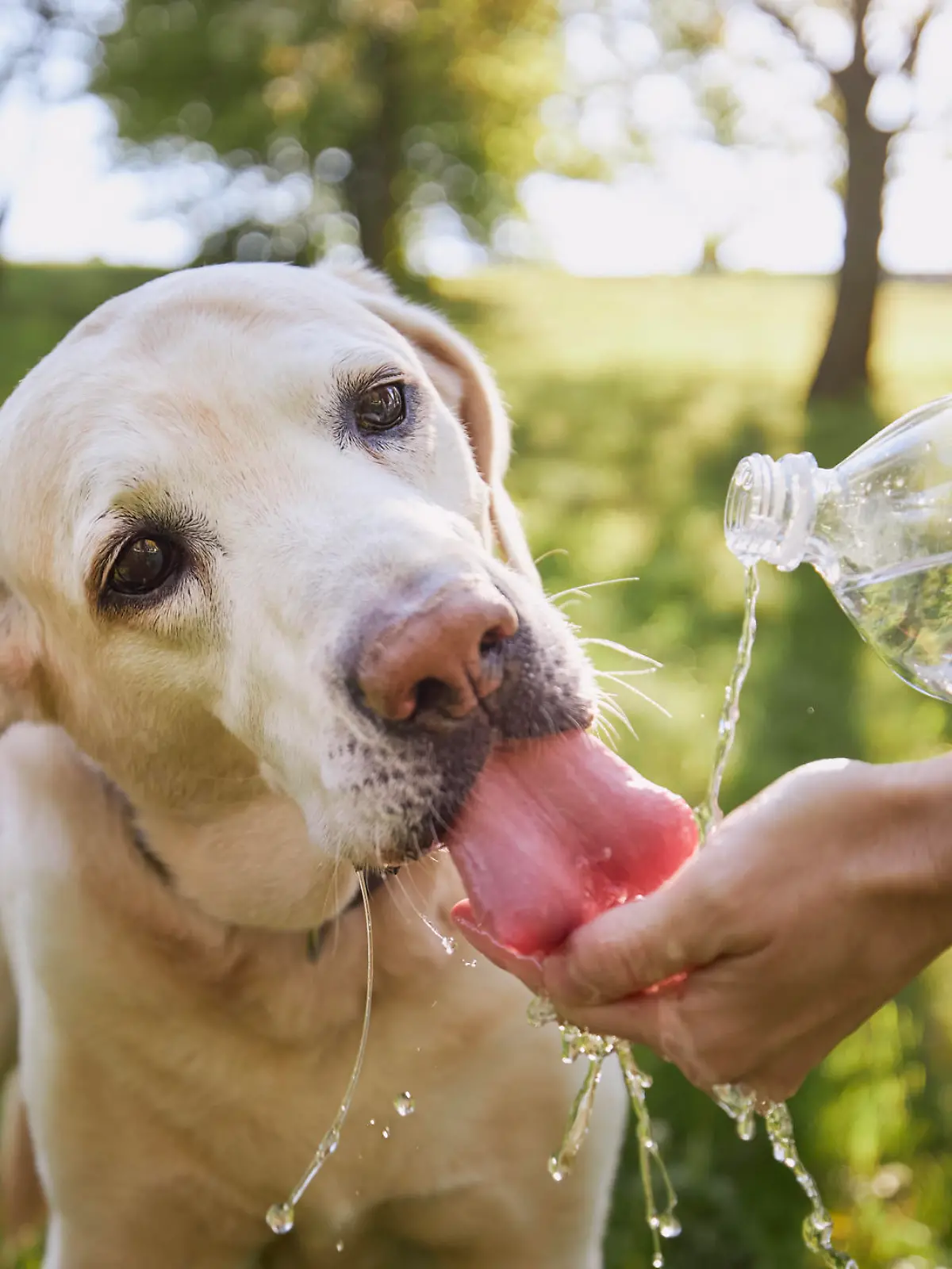 Dog drinking water from plastic bottle. Pet owner takes care of his labrador retriever during hot sunny day."t"n