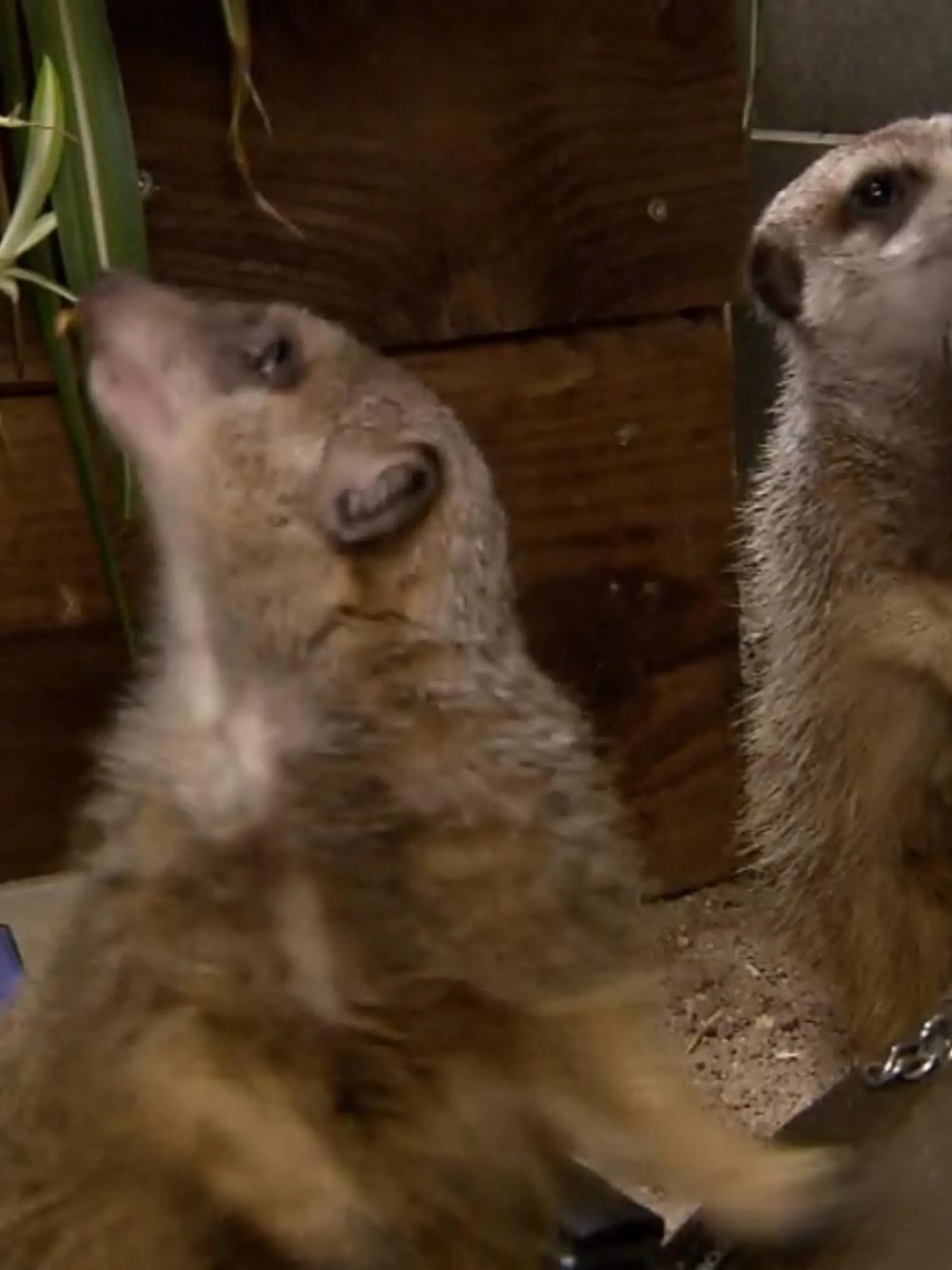 Bild zu: "Tiergarten Kleve macht Inventur"