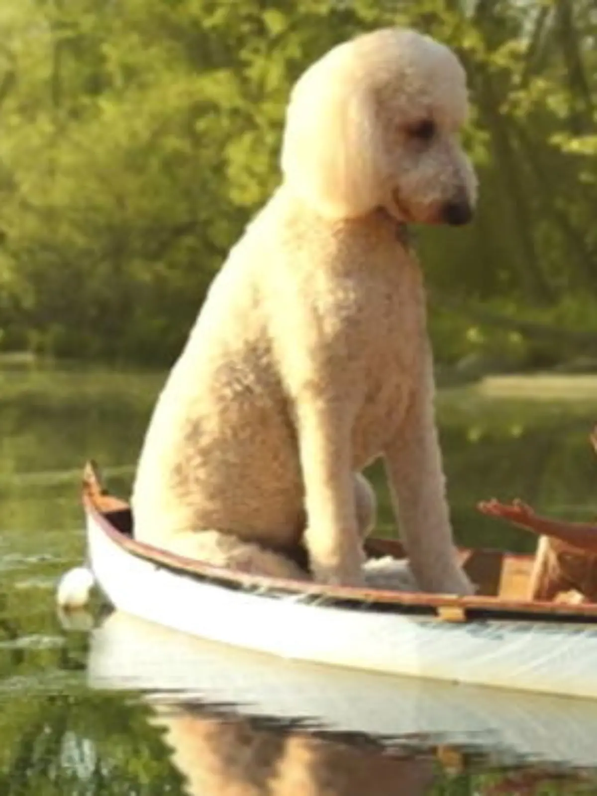 Bild zu: "Dieser Hund wird dank Photoshop zum Riesen"