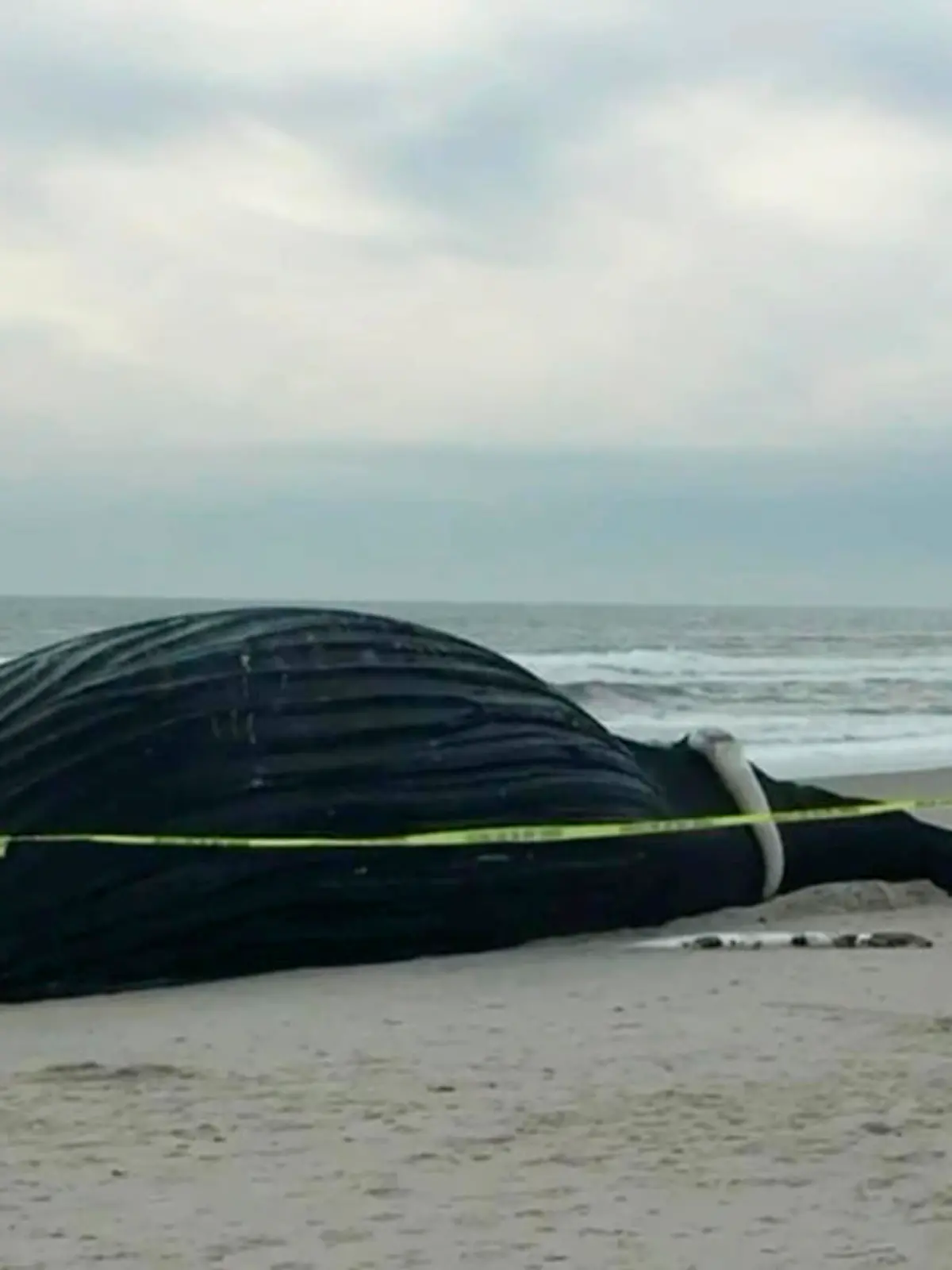SONDERKONDITIONEN: Satzpreis! Angeschwemmt: Der Kadaver eines über zehn Meter langen Buckelwals am Strand von Nassau  --  Video grab as a deceased humpback whale was spotted on a New York State beach after it washed up overnight. Emergency services cordoned off the area as animal experts conducted an autopsy on the whale. See SWNS story SWFSnassau. Footage shows the fenced-off area as many locals made their way to the beach to see the humpback. Diggers and other heavy machinery were seen moving sand around the whale. Locals have said that the whale was buried in the sand dunes after the autopsy took place. Nick Perrotta said: "I was working in Lido Beach this morning and heard helicopters flying over the beach.  / action press