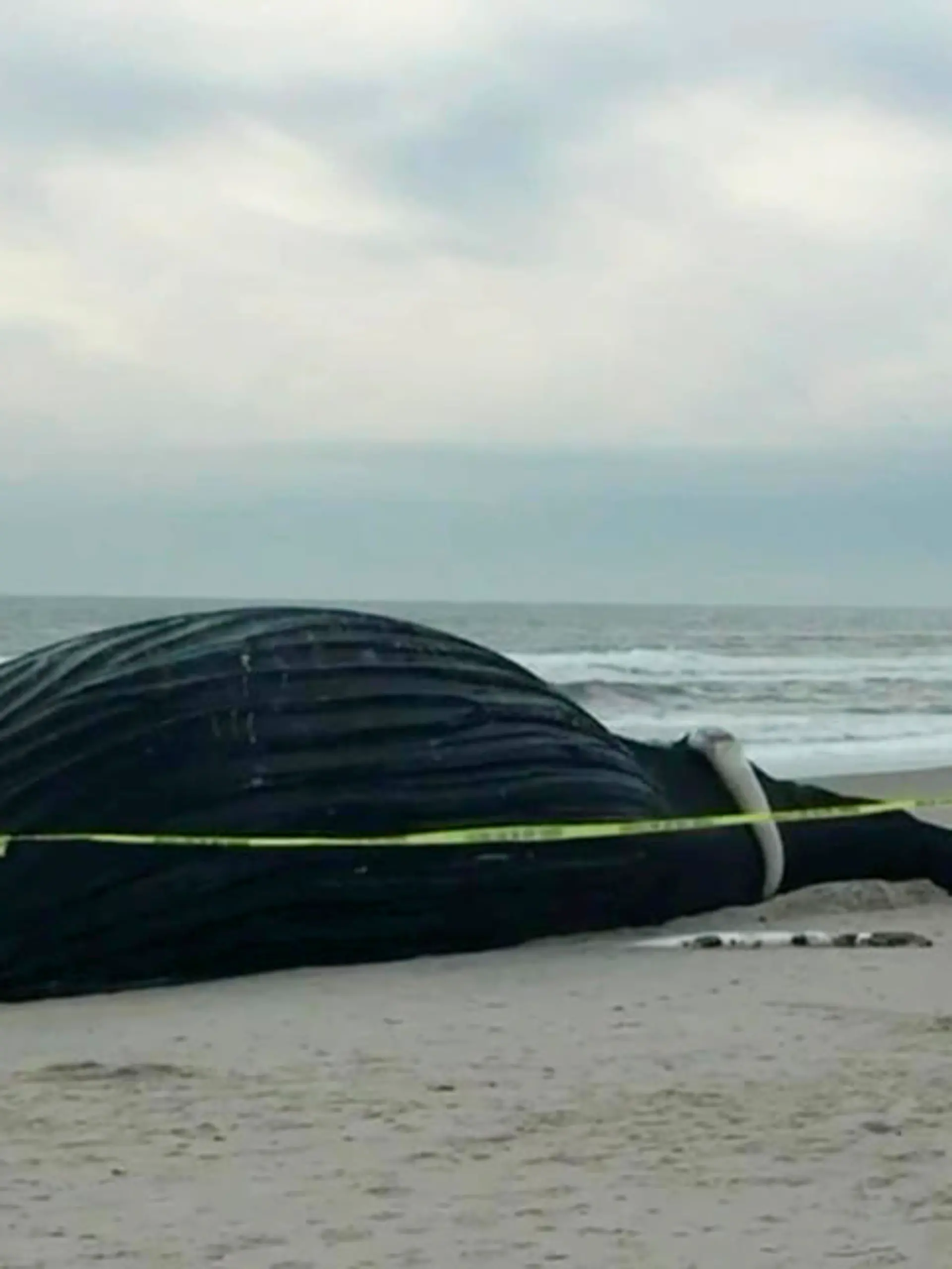 SONDERKONDITIONEN: Satzpreis! Angeschwemmt: Der Kadaver eines über zehn Meter langen Buckelwals am Strand von Nassau  --  Video grab as a deceased humpback whale was spotted on a New York State beach after it washed up overnight. Emergency services cordoned off the area as animal experts conducted an autopsy on the whale. See SWNS story SWFSnassau. Footage shows the fenced-off area as many locals made their way to the beach to see the humpback. Diggers and other heavy machinery were seen moving sand around the whale. Locals have said that the whale was buried in the sand dunes after the autopsy took place. Nick Perrotta said: "I was working in Lido Beach this morning and heard helicopters flying over the beach.  / action press