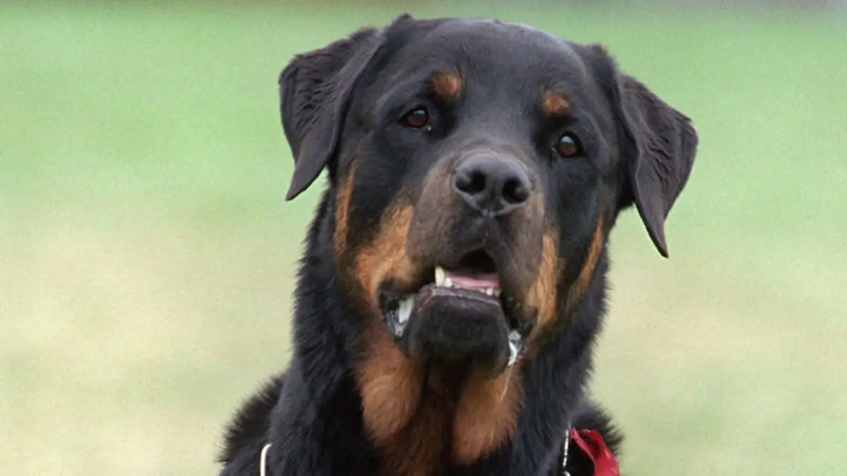 Wie gefährlich sind Rottweiler wirklich?
