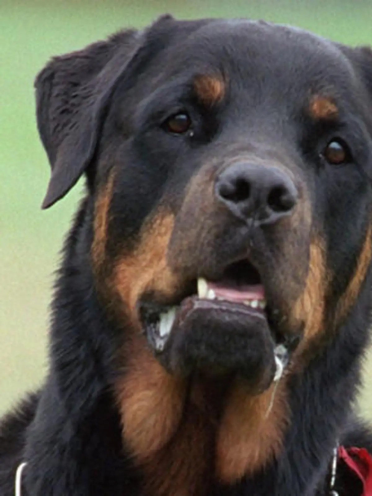 Wie gefährlich sind Rottweiler wirklich?