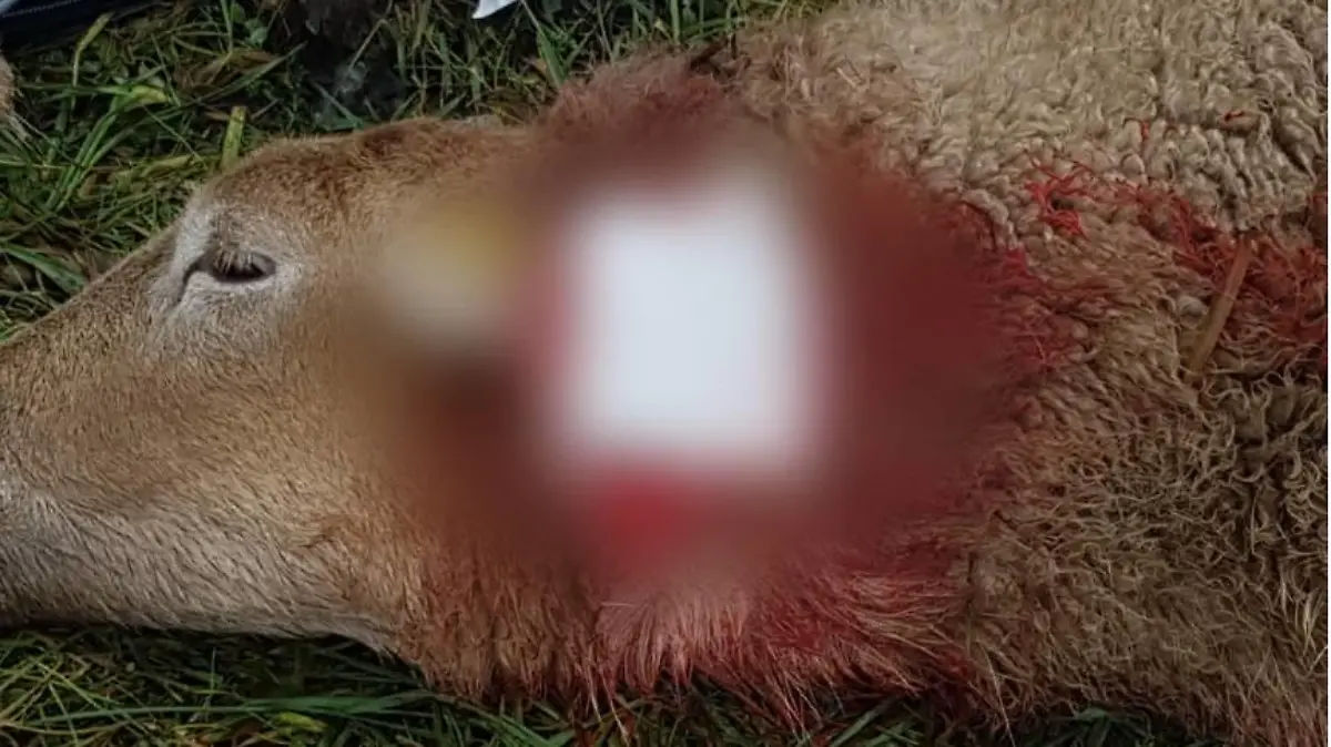 Für dieses Schaf kam nach der Rottweiler-Attacke jede Hilfe zu spät.