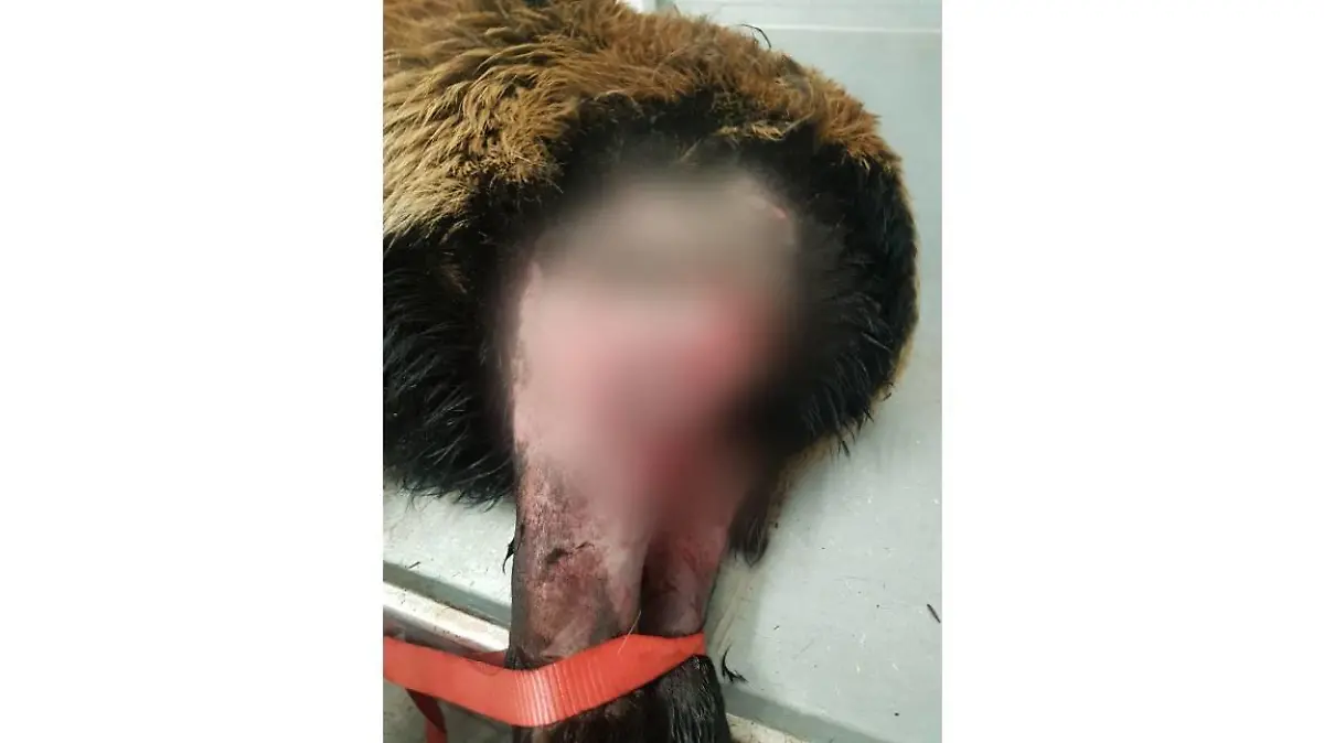 Der Tierarzt Jörg Skur kümmert sich noch am selben Tag um die verletzten Schafe, die teils schwere Bisswunden an den Ober- und Unterschenkeln, am Hals und Genitalien davontrugen.