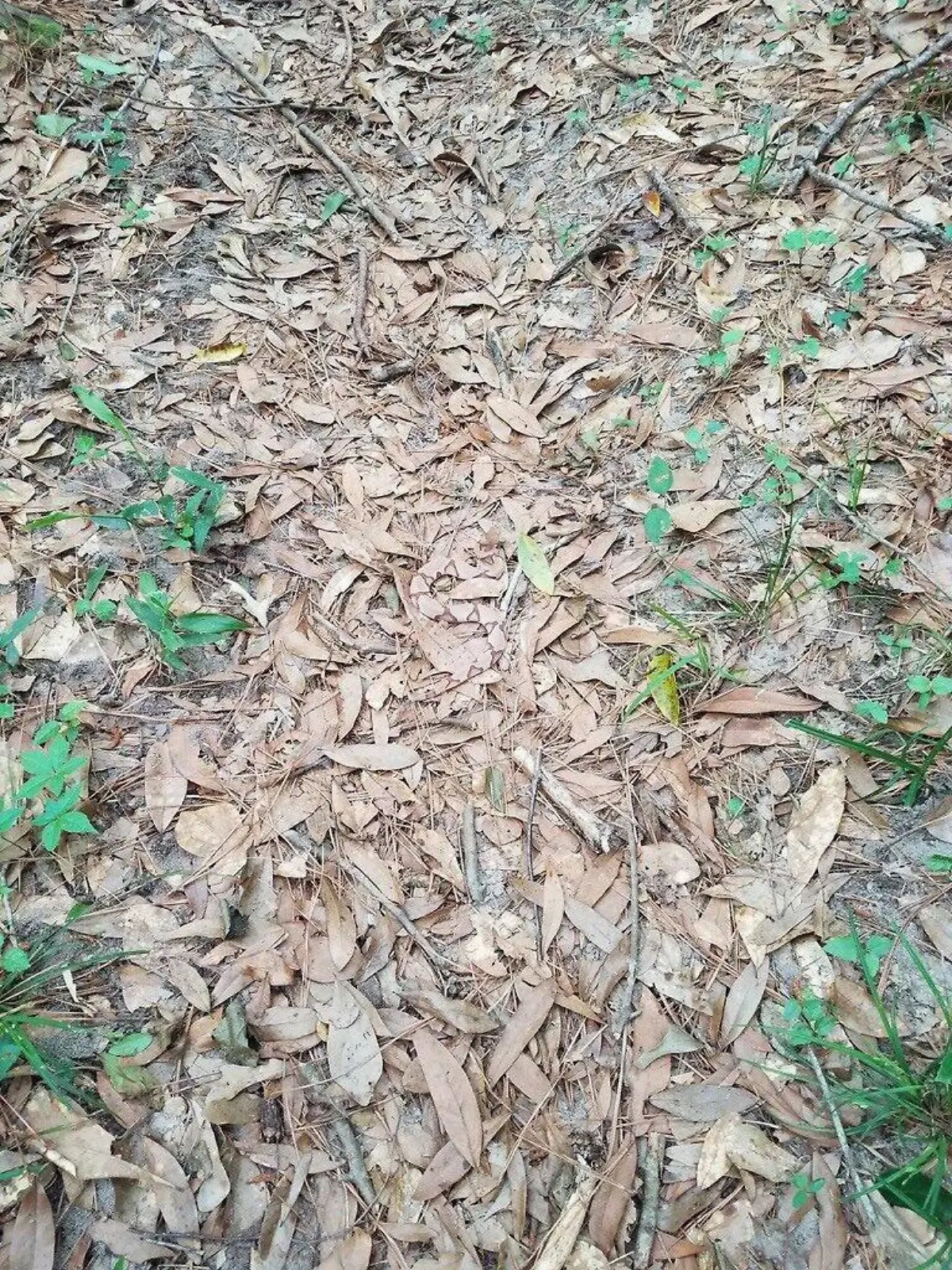 Schlange Suchbild