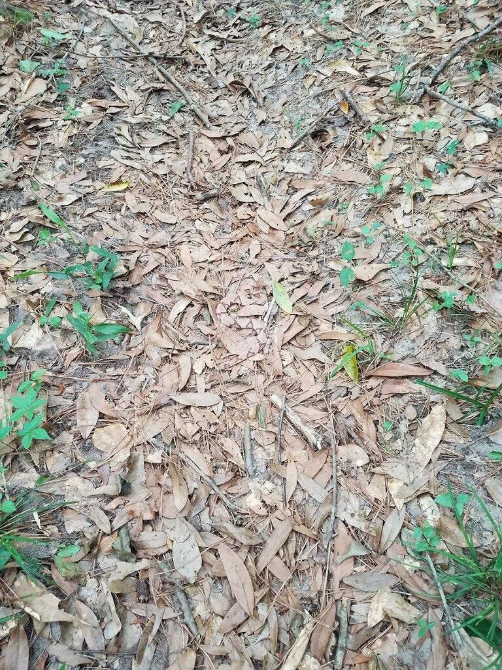 Schlange Suchbild