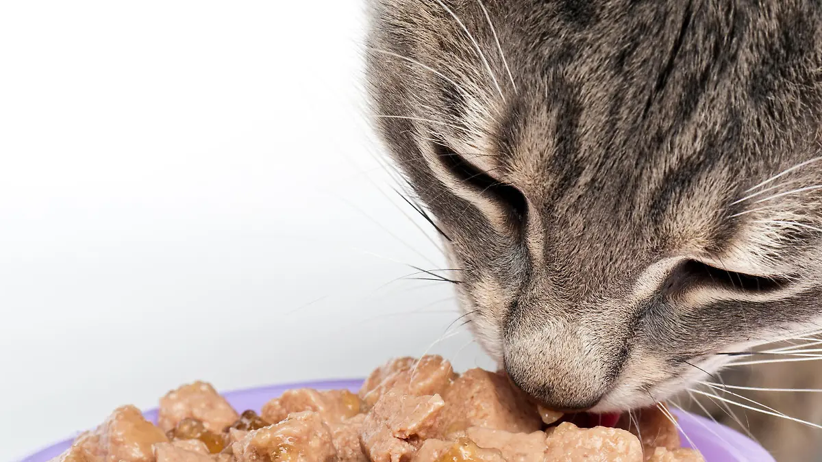 Katze frisst Katzenfutter