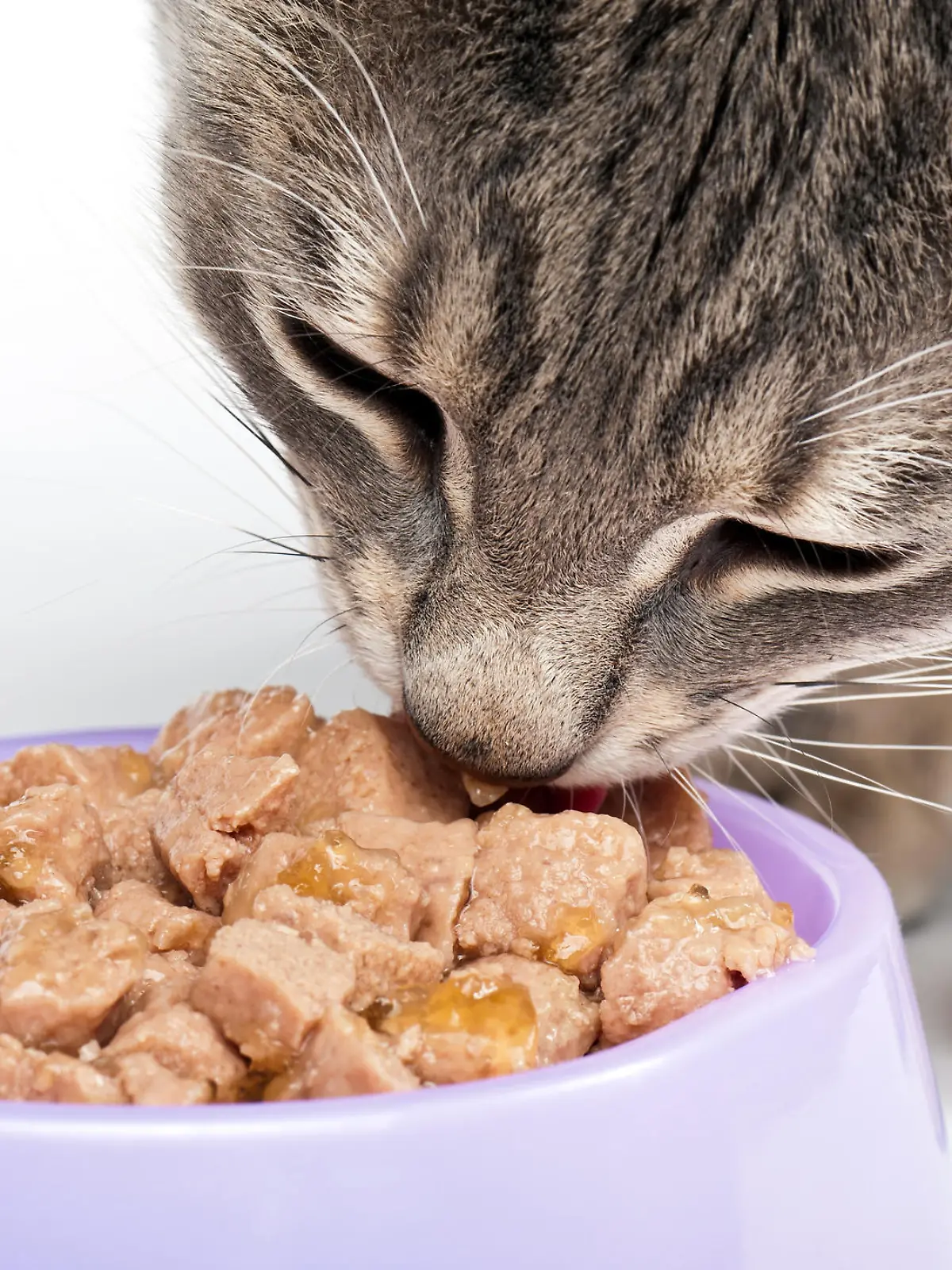 Katze frisst Katzenfutter