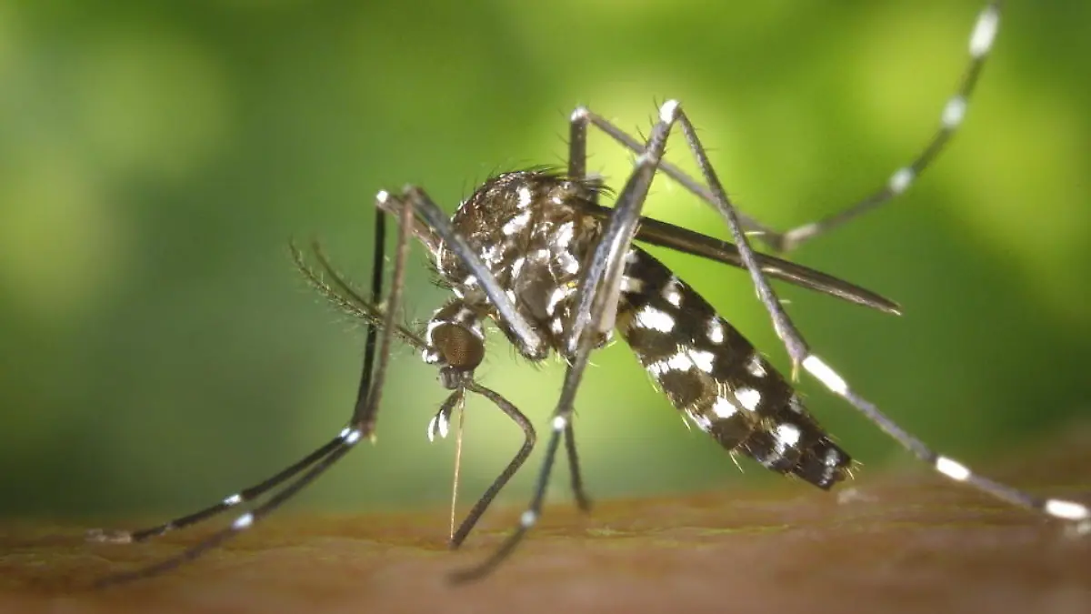 Die gefährlichsten Insekten und Spinnentiere Deutschlands Was können mir kleine Insekten denn schon anhaben?