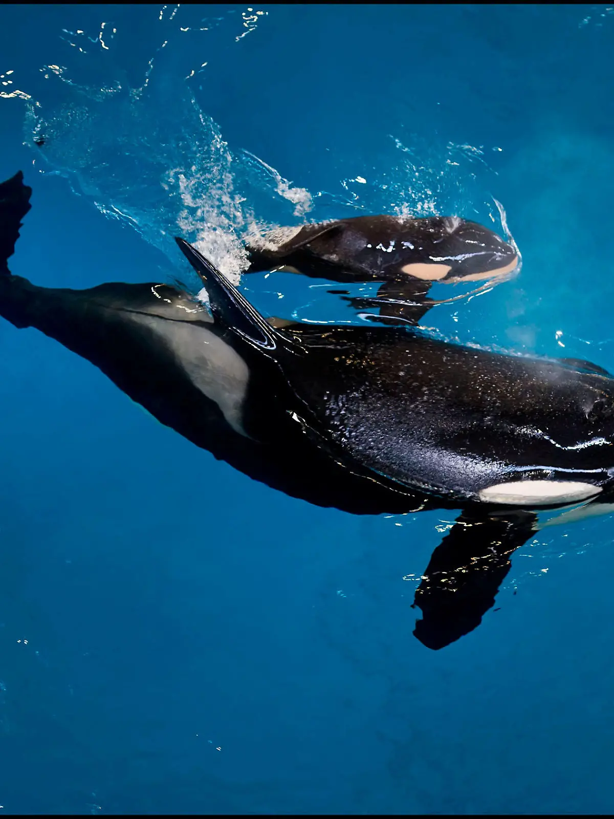 SeaWorld San Antonio's orca Takara swims with her new calf - the last to be born at a SeaWorld park - in San Antonio, Texas, United States in this April 19, 2017 handout photo.  SeaWorld/Handout via REUTERS   ATTENTION EDITORS - THIS IMAGE WAS PROVIDED BY A THIRD PARTY. EDITORIAL USE ONLY